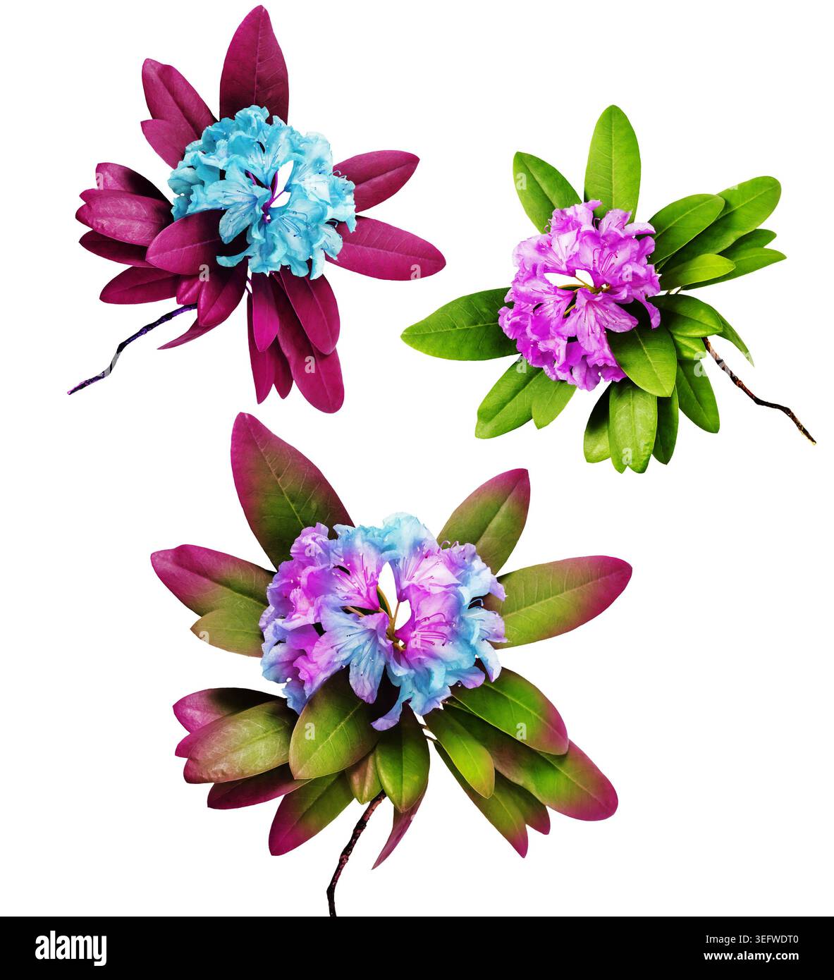 Composizioni colorate di fiori di rododendro e fiori singoli isolati su sfondi in bianco e nero, illustrazione botanica ed elemento grafico Foto Stock