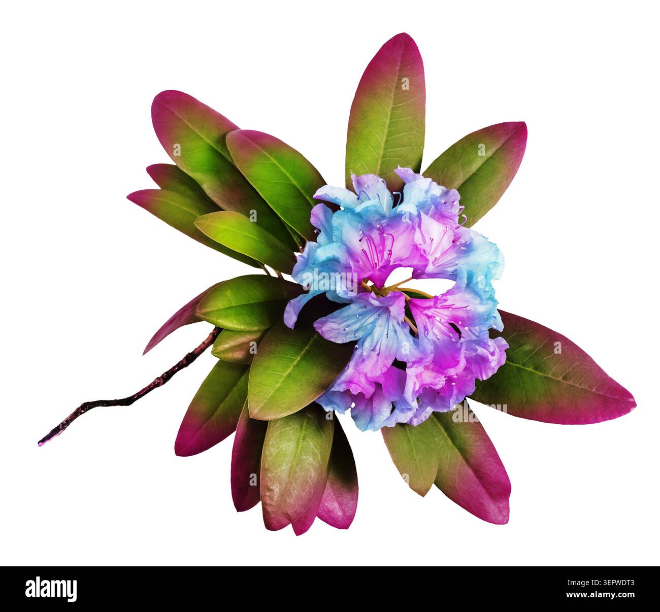 Composizioni colorate di fiori di rododendro e fiori singoli isolati su sfondi in bianco e nero, illustrazione botanica ed elemento grafico Foto Stock