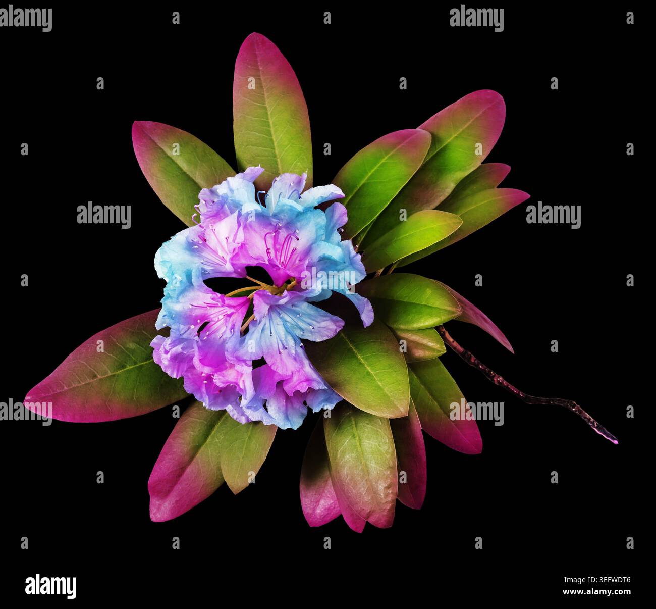 Composizioni colorate di fiori di rododendro e fiori singoli isolati su sfondi in bianco e nero, illustrazione botanica ed elemento grafico Foto Stock