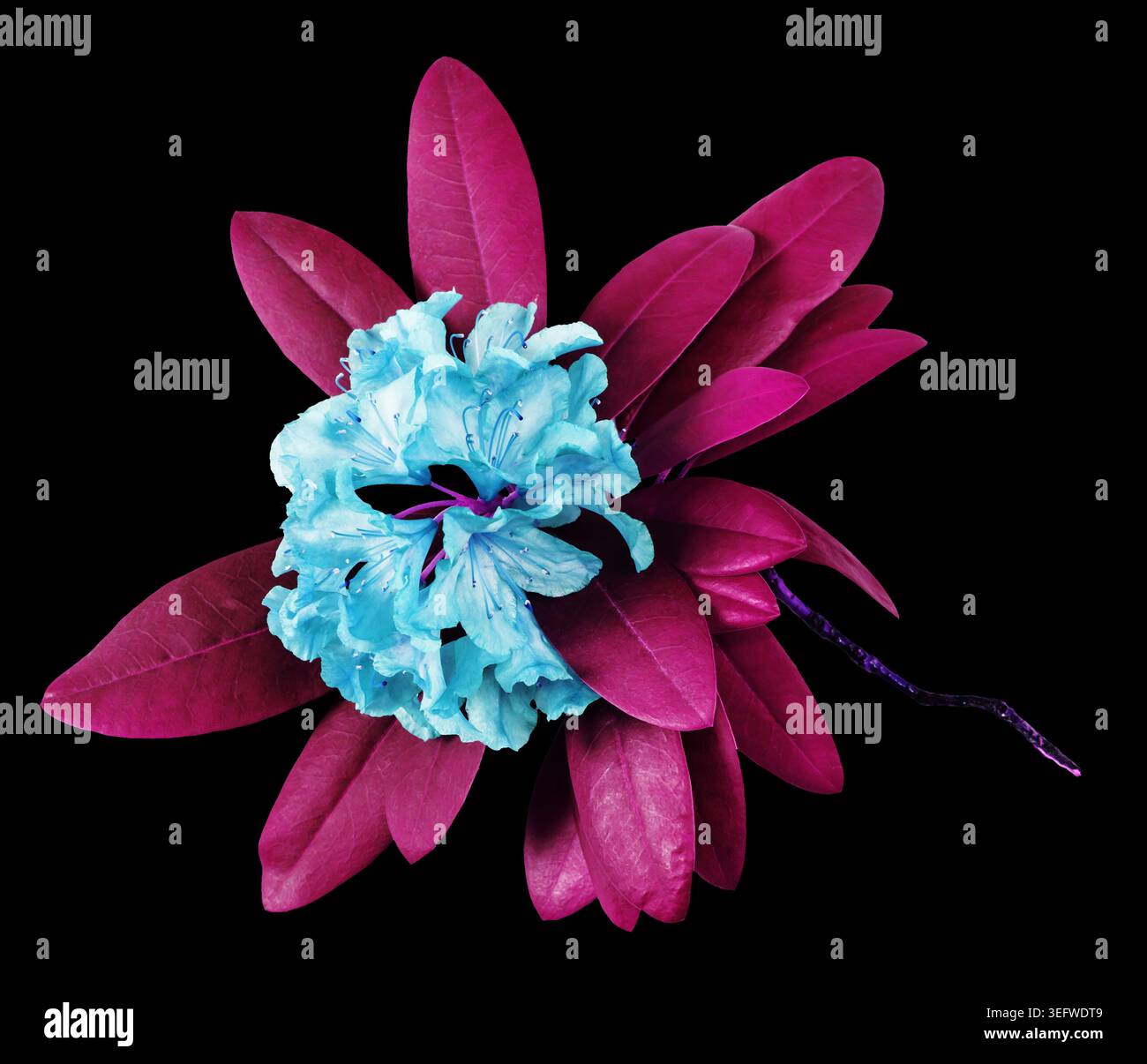 Composizioni colorate di fiori di rododendro e fiori singoli isolati su sfondi in bianco e nero, illustrazione botanica ed elemento grafico Foto Stock
