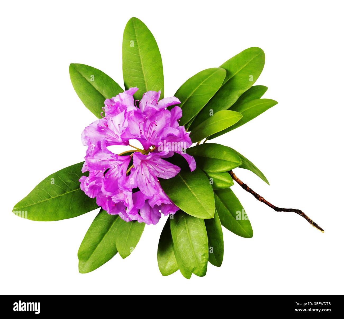 Composizioni colorate di fiori di rododendro e fiori singoli isolati su sfondi in bianco e nero, illustrazione botanica ed elemento grafico Foto Stock