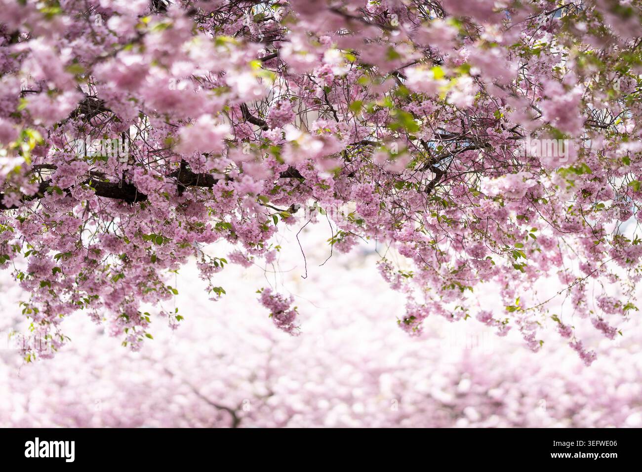 Per alcune fugaci giornate primaverili, i ciliegi in fiore trasformano il mondo in una nuvola di rosa pastello. Fiori rosa di ciliegi Prunus «accolade». Foto Stock