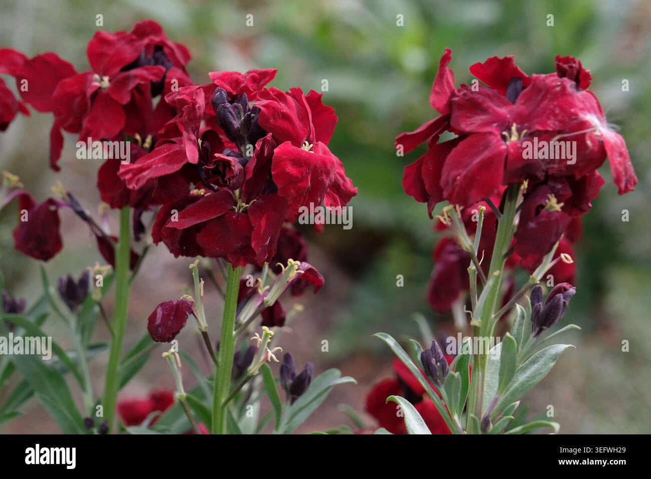 Fioriere rosso sangue Erysimum cheiri, in fiore Foto Stock