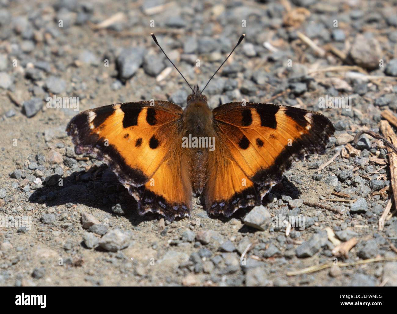 Farfalla di tartaruga californiana che prende il sole su un sentiero di ghiaia. Foothills Nature Preserve, Santa Clara County, California. Foto Stock