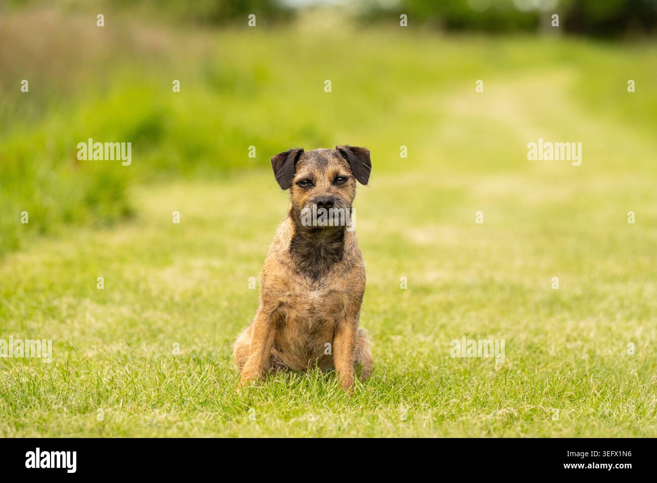 Border Terrier su una passeggiata per cani Foto Stock