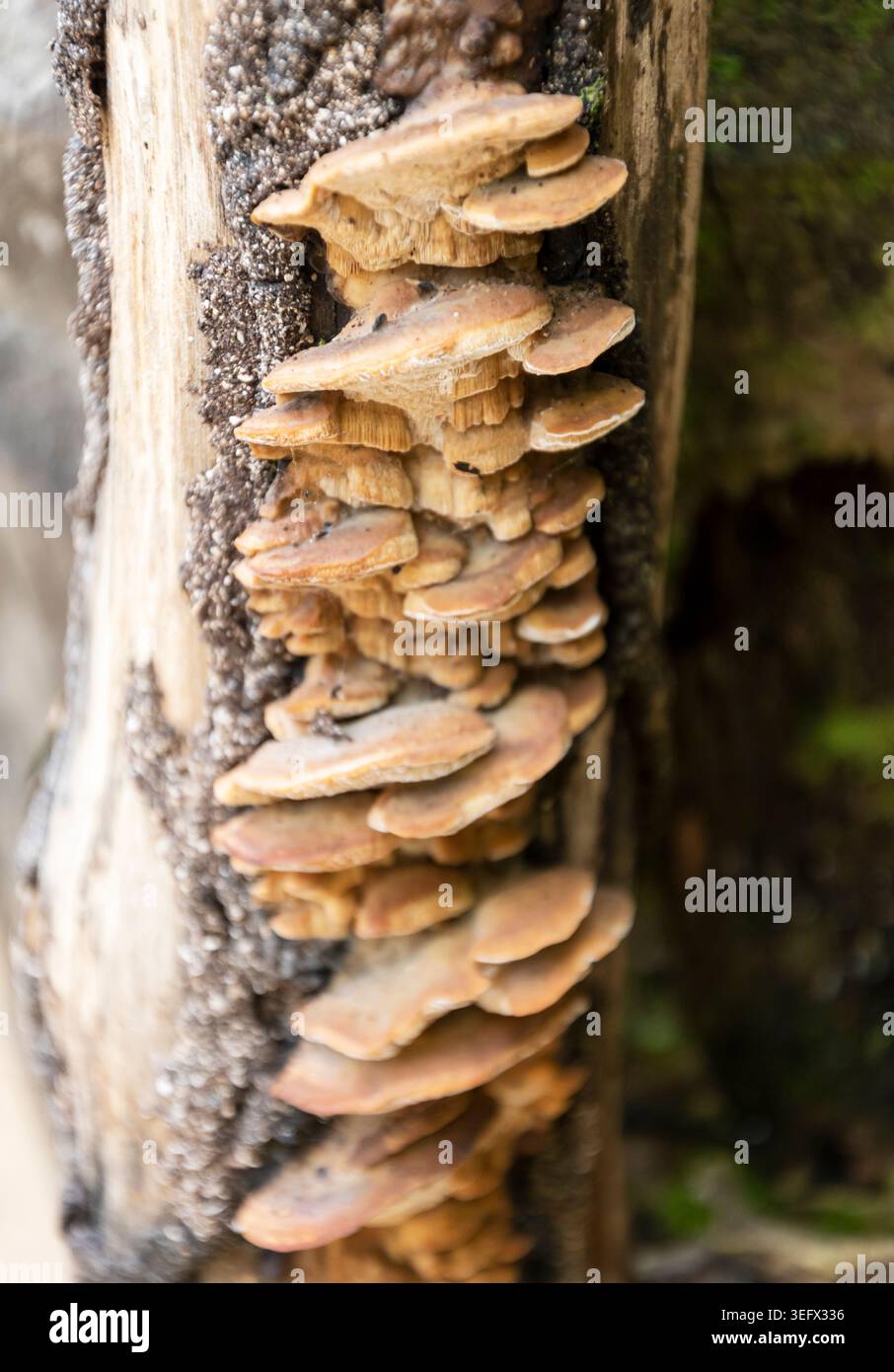 Funghi a scaffale che crescono sul tronco degli alberi in decadenza nella foresta Foto Stock