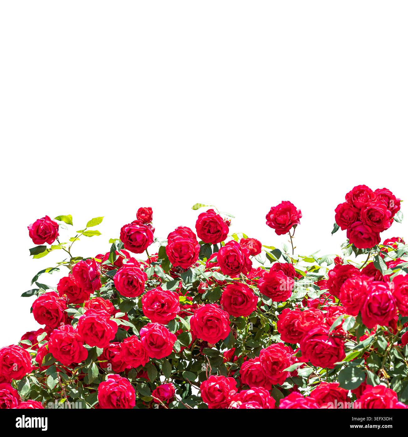 Lussureggiante cespuglio di rose rosse in fiore con foglie verdi, isolate sul bianco, elemento floreale per design romantici, inviti di nozze, projec di San Valentino Foto Stock