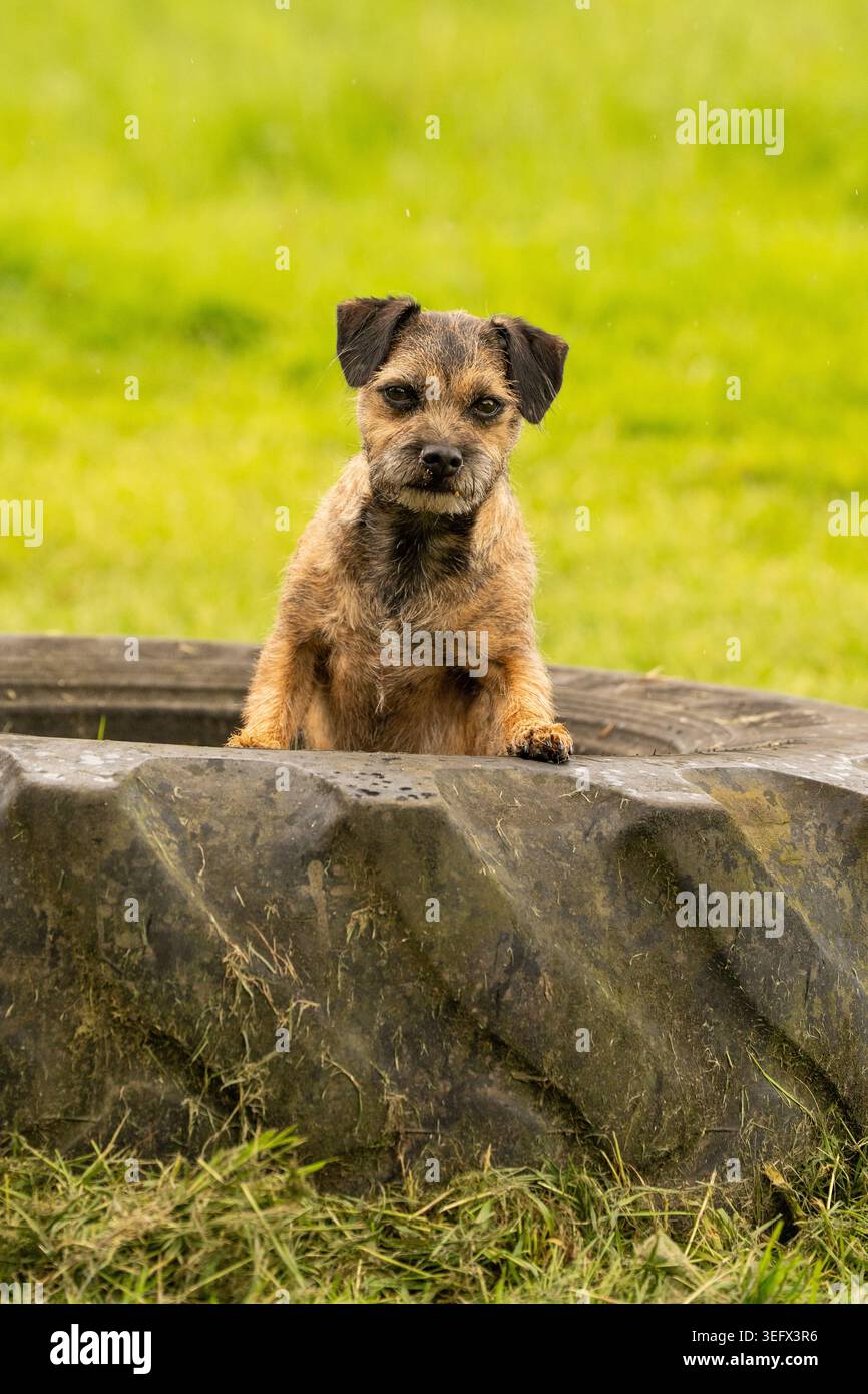 Border Terrier su una passeggiata per cani Foto Stock