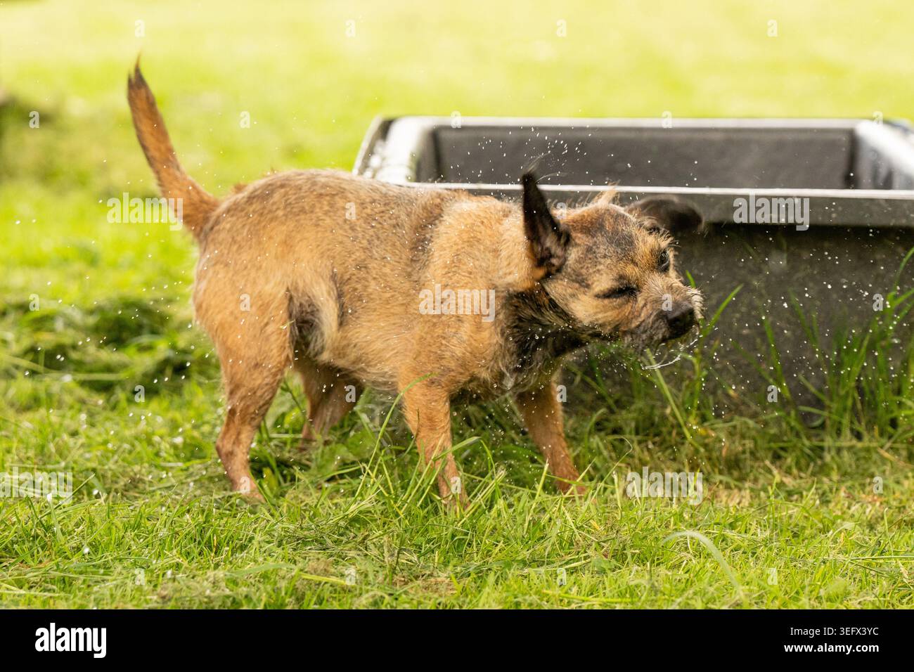 Border Terrier su una passeggiata per cani Foto Stock
