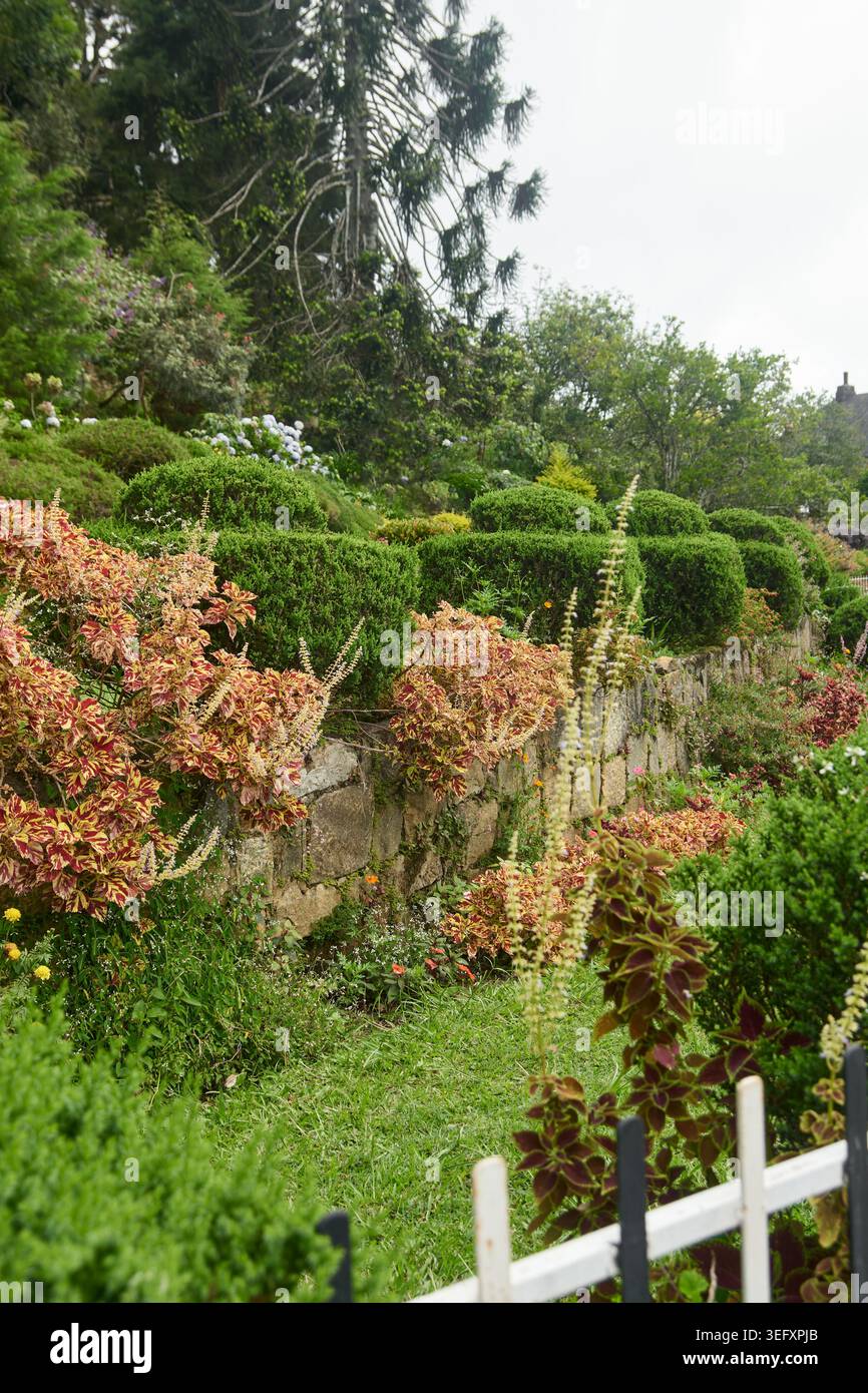 giardino collinare terrazzato con siepi in bosso e coleus, vivace fogliame ornamentale rosso e giallo su pareti in pietra, vista laterale con spazio per le copie Foto Stock