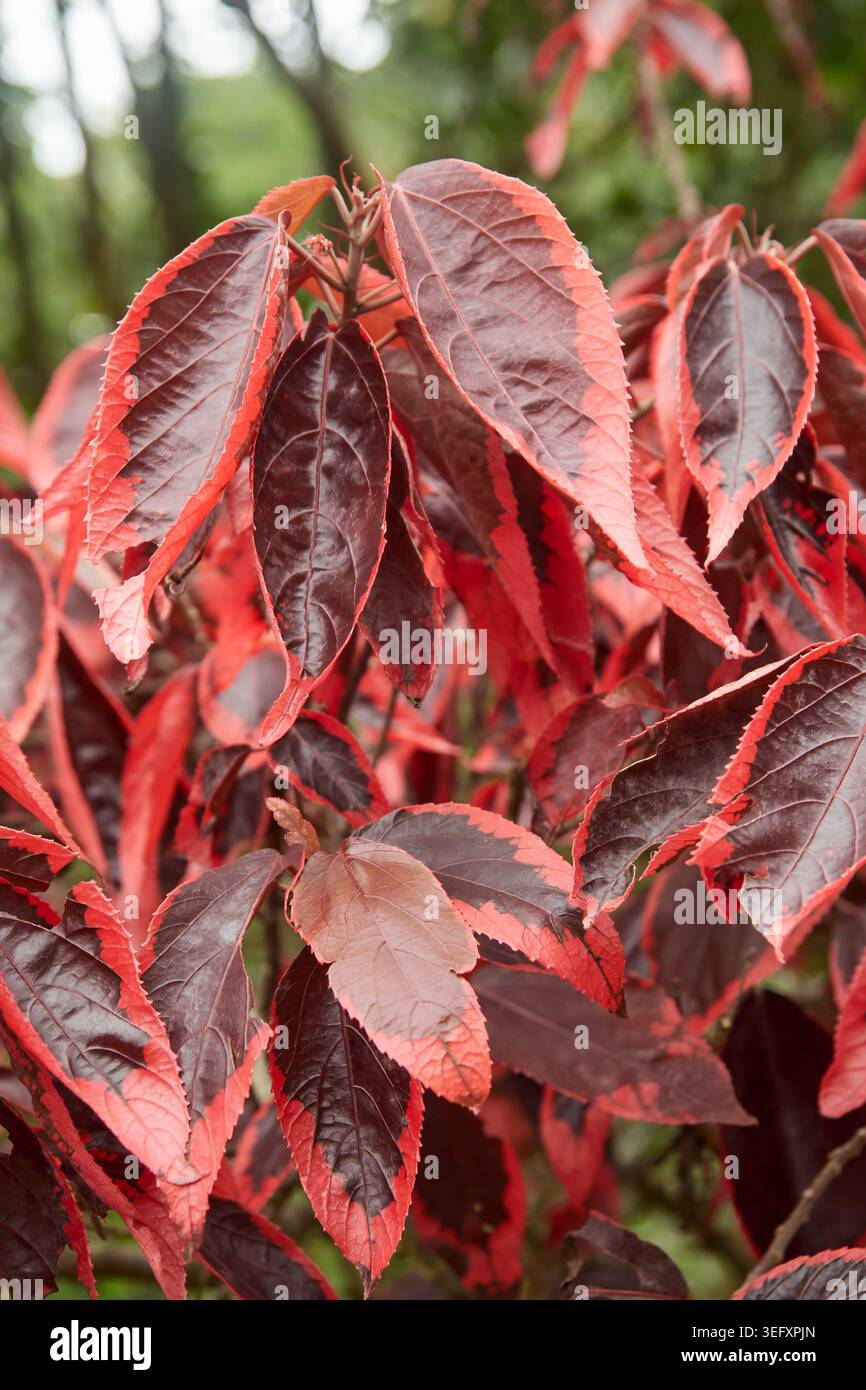 foglie variegate di piante a foglia di rame con colori rosso e marrone, rami fitti di fogliame tropicale in vista ravvicinata messa a fuoco morbida, orticoltura ornamentale Foto Stock