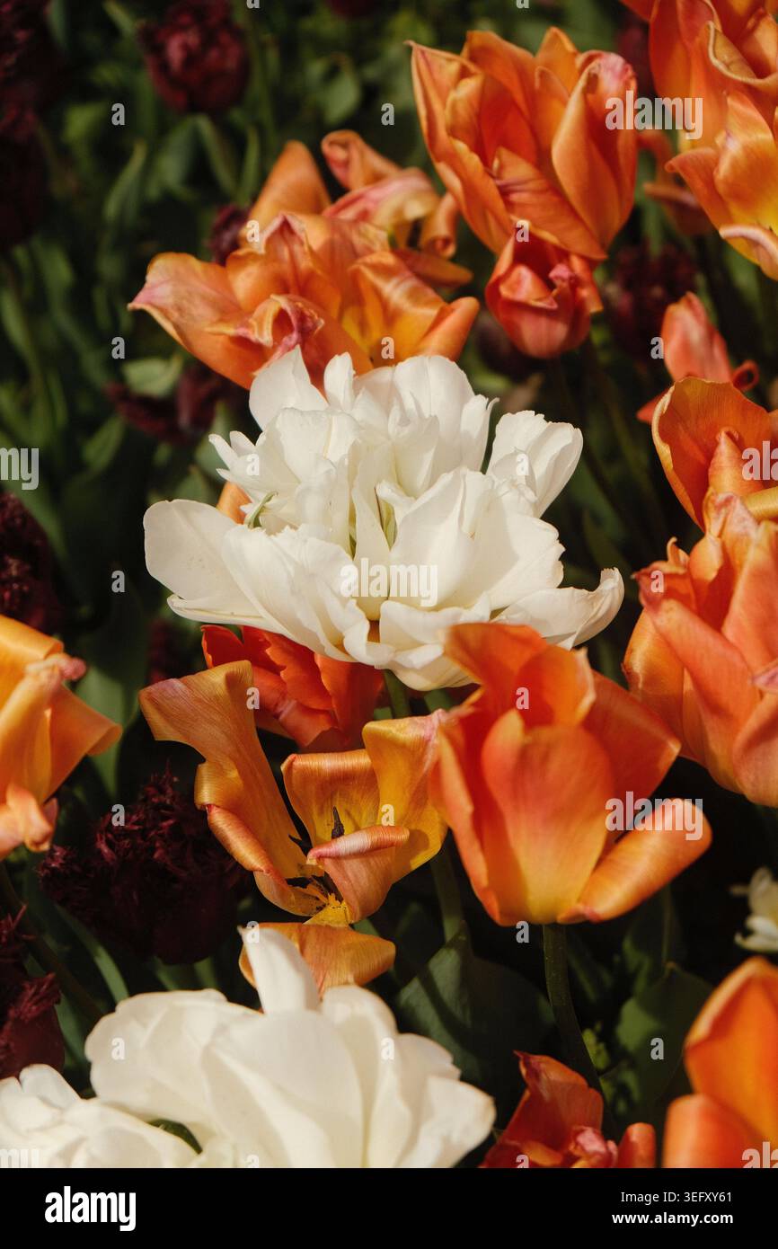 Struttura dell'esposizione dei giardini floreali in fiore autunnale Foto Stock