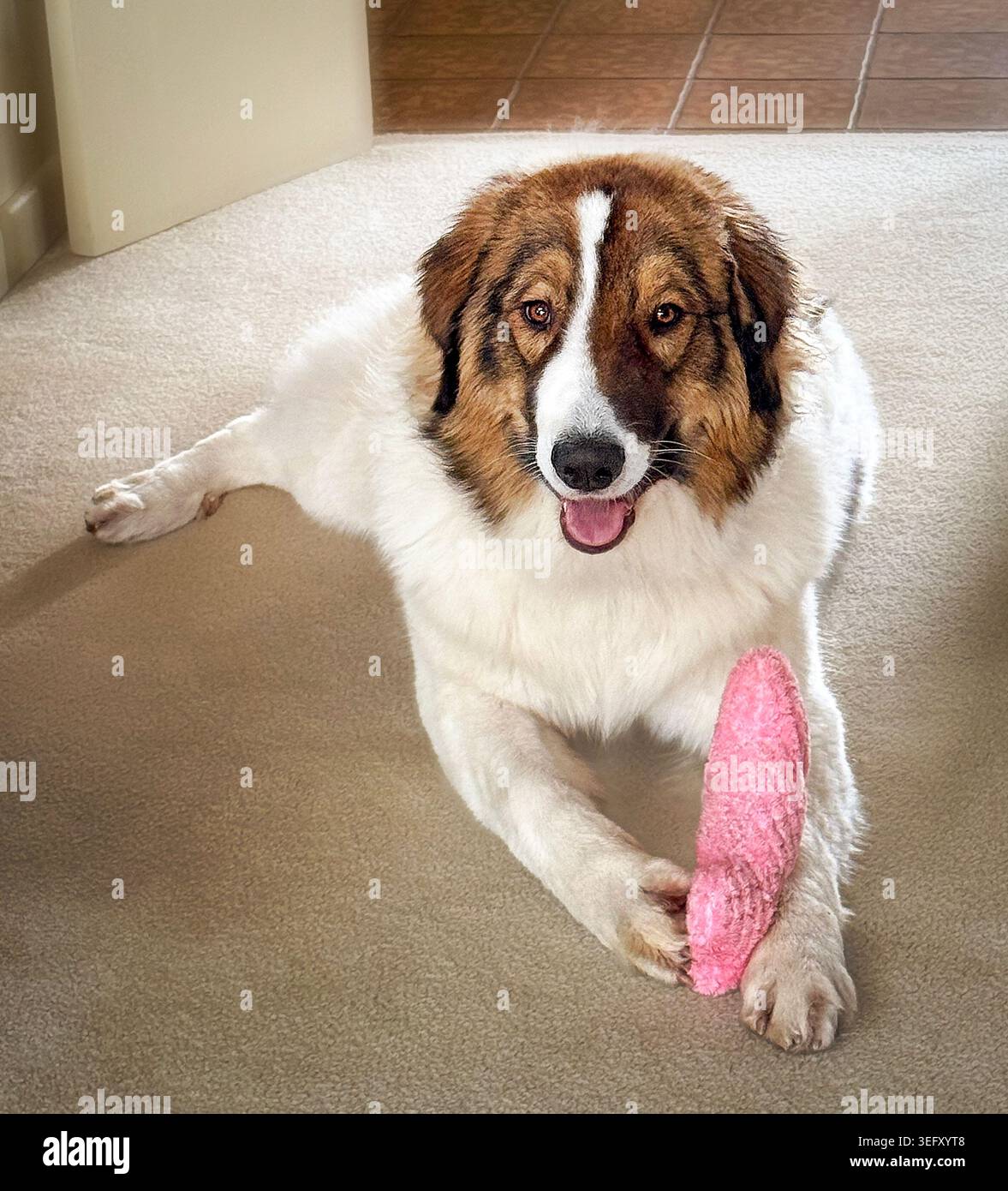 Giovane cane guardiano del bestiame Tornjak che si rilassa con un giocattolo all'interno di casa Foto Stock