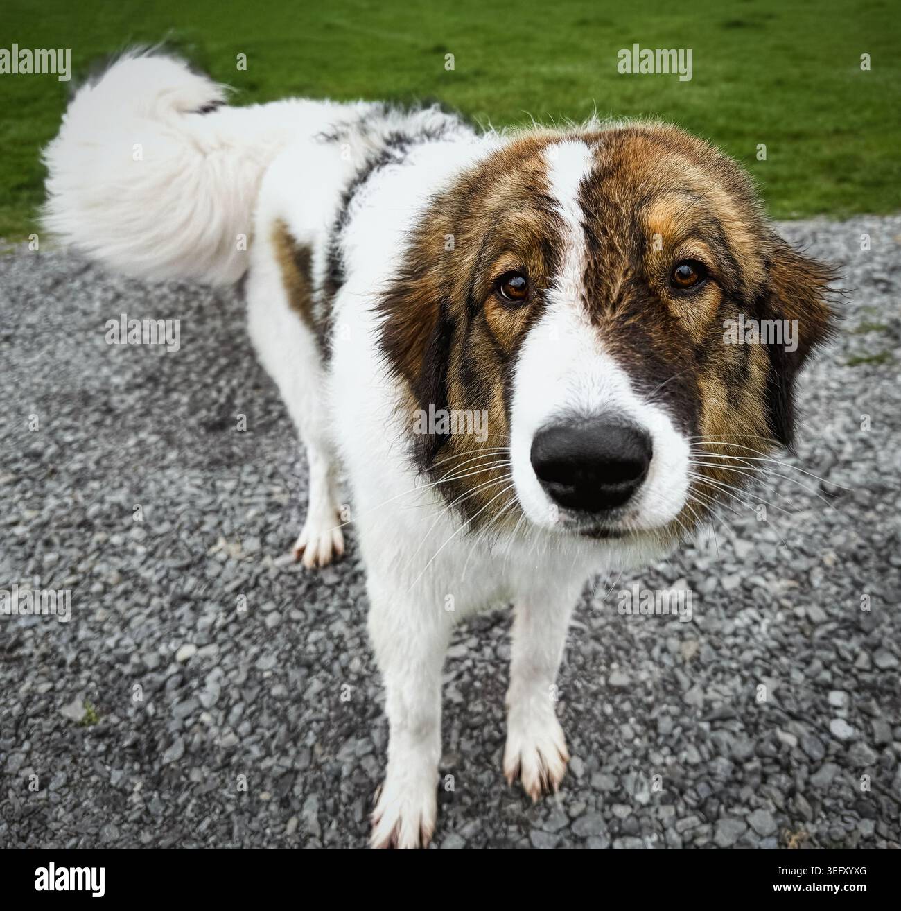 Cane custode del bestiame Tornjak in piedi sul vialetto di ghiaia all'aperto Foto Stock