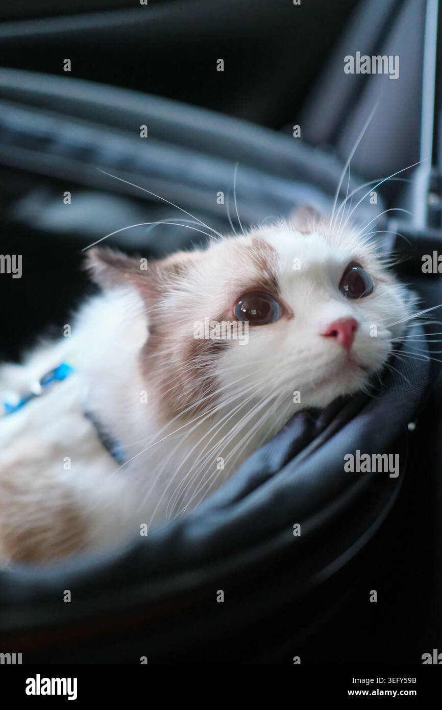 Simpatico gatto Ragdoll seduto all'interno di un cesto in auto, pronto per il viaggio con un'espressione calma e adorabile Foto Stock