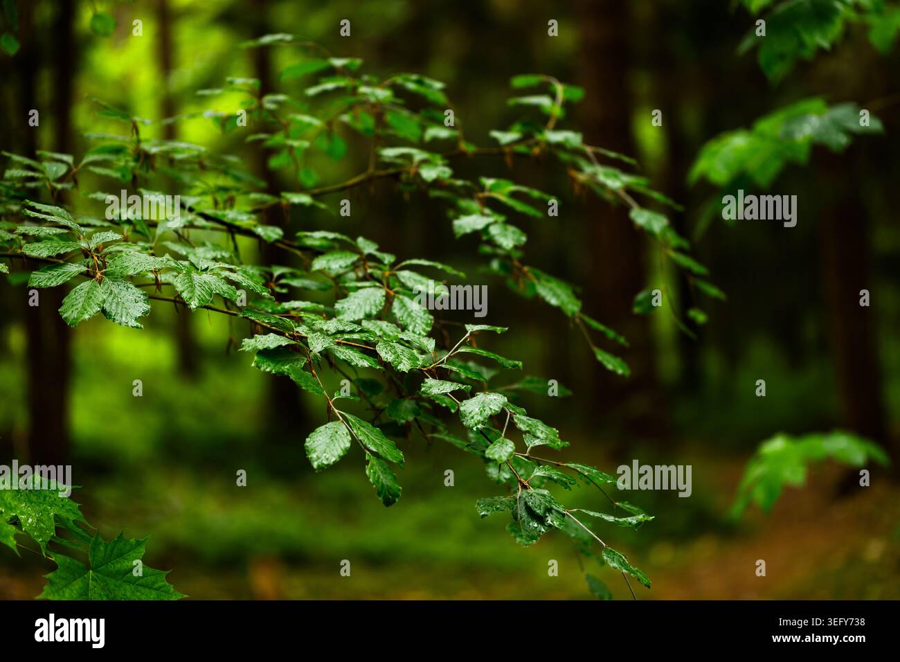 Forest Landscape con Branch, Moody Fairytale Woodland background Foto Stock