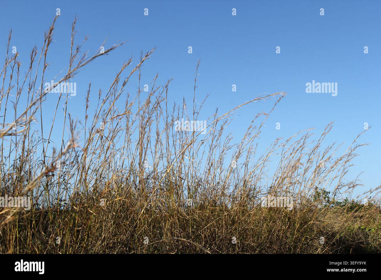 Erba da paglia alta e asciutta che cresce su uno sfondo azzurro chiaro Foto Stock