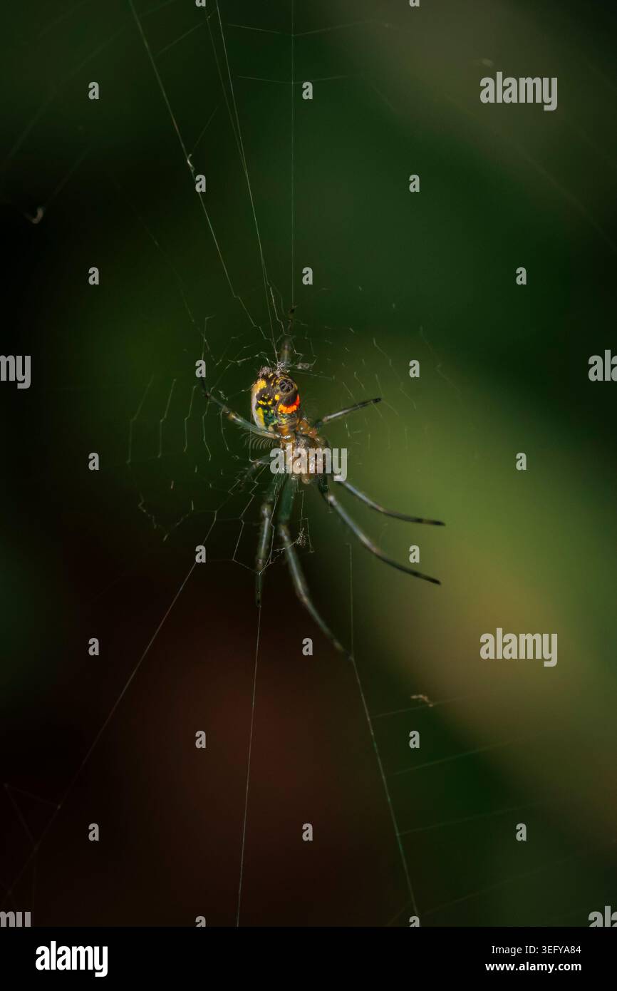 Foto macro di un ragno di frutteto con vivaci marcature verdi arancioni e gialle appese sulla sua intricata rete di seta su uno sfondo scuro Foto Stock