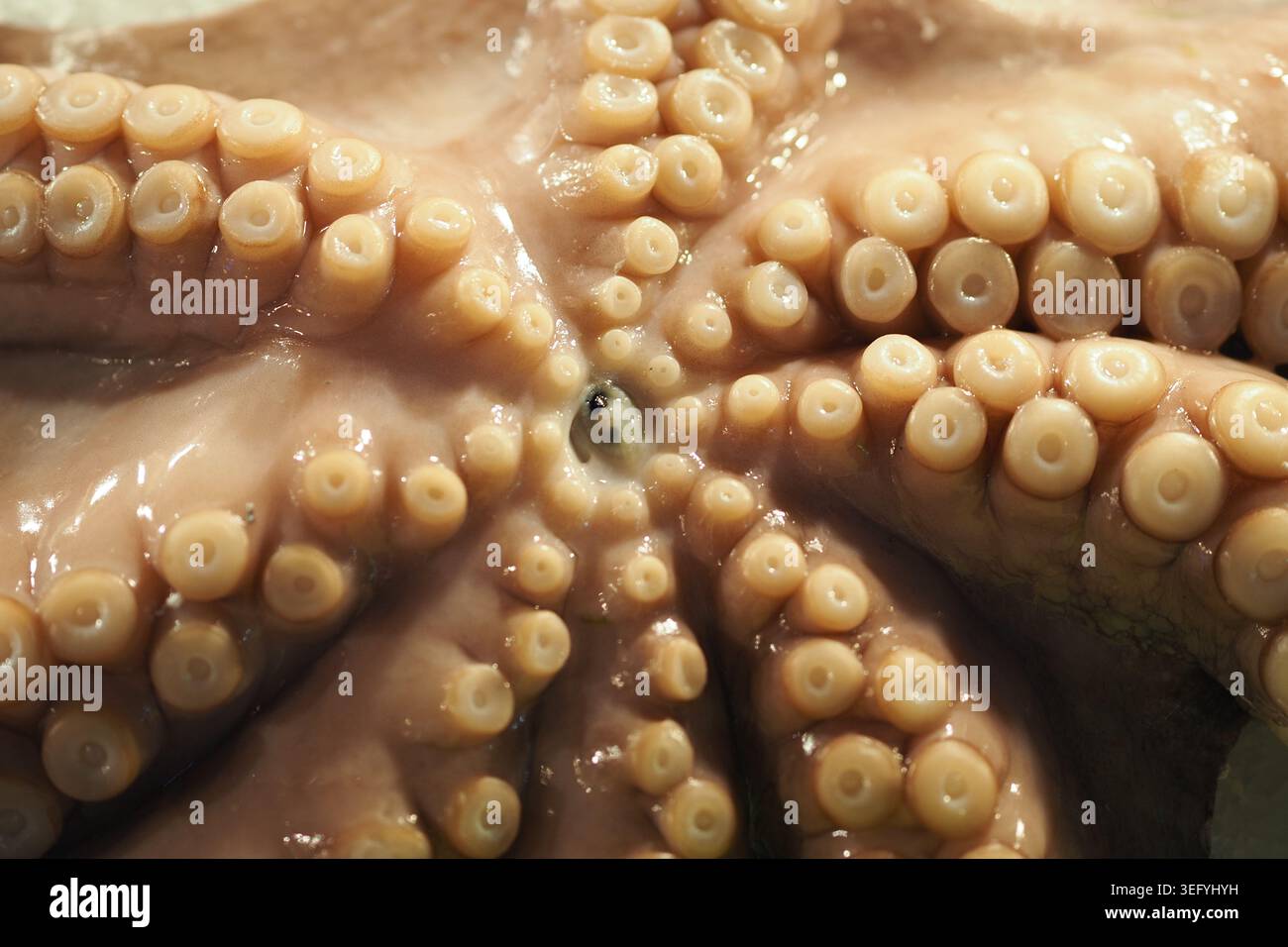 Polpo che mostra i suoi tentacoli e succhia sulla superficie Foto Stock