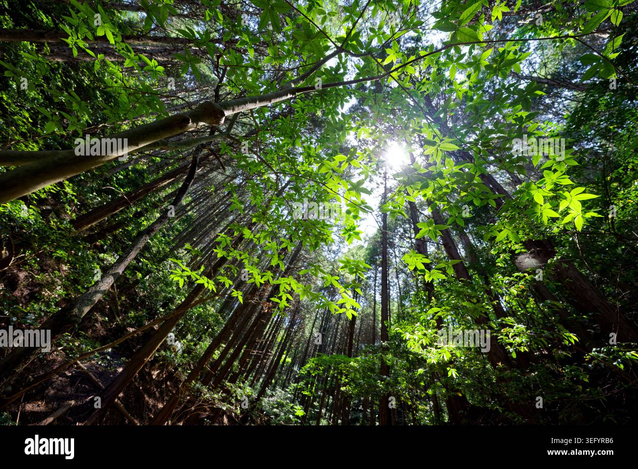 Vista verso l'alto della luce del sole che filtra tra alti alberi e foglie verdi fresche in una foresta di Fukuoka, Giappone. Foto Stock