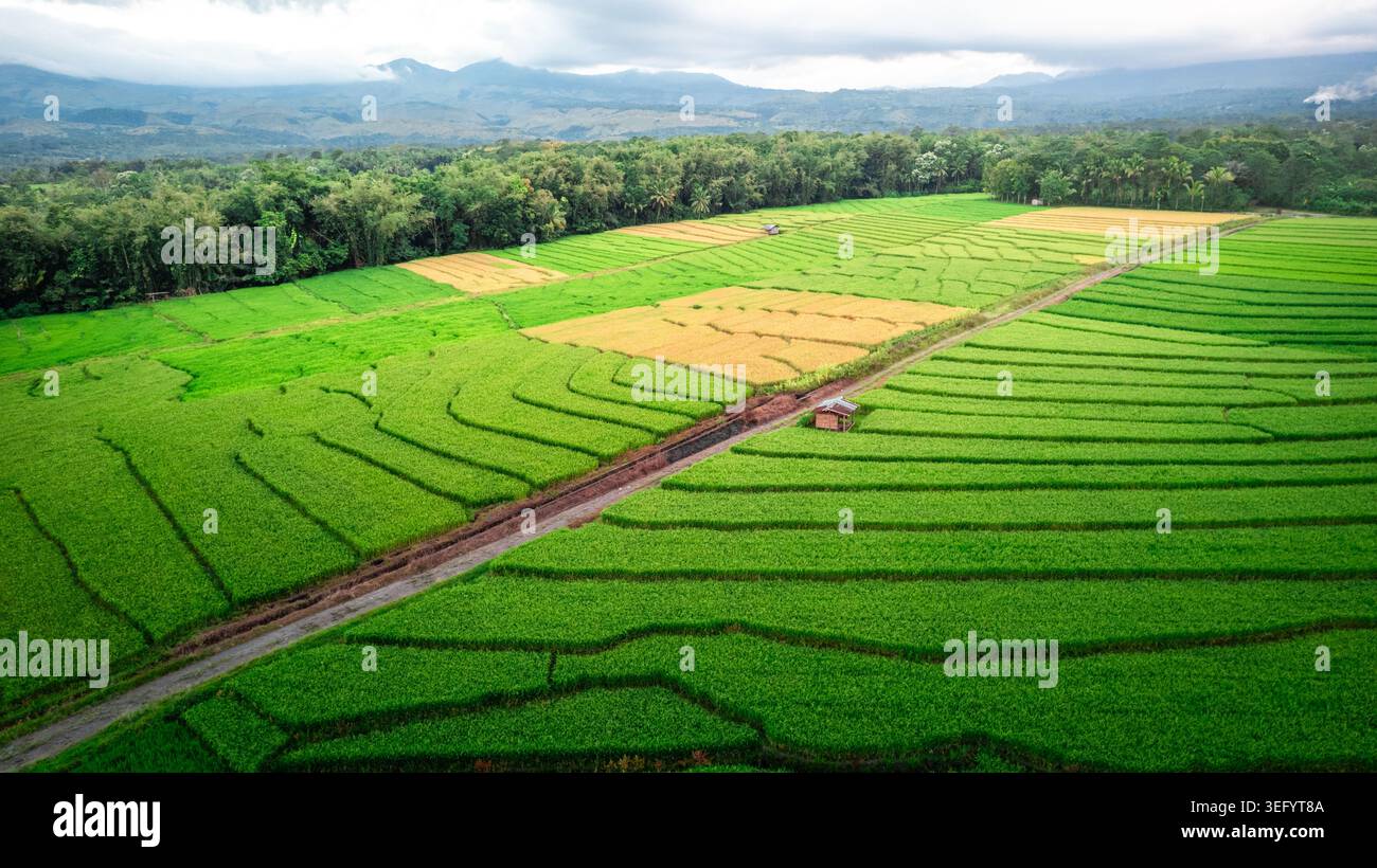 Splendida vista aerea con drone su ampie risaie verdi e lussureggianti sotto spettacolari cieli nuvolosi con montagne lontane a Flores, Indonesia. Foto Stock