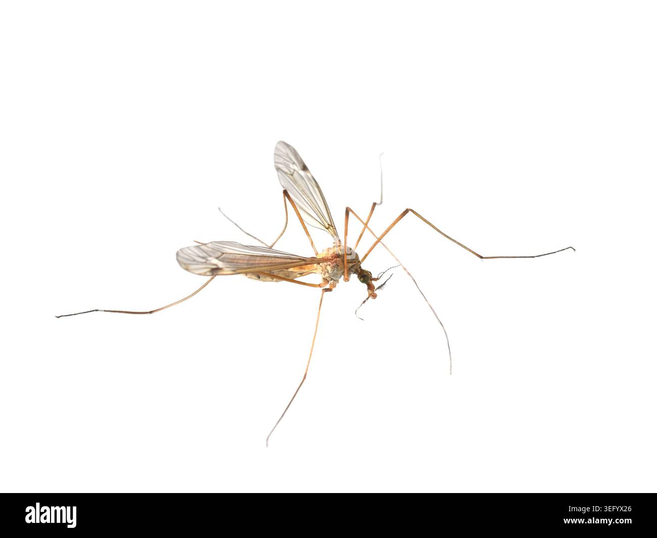 La gru vola isolata su macro di sfondo bianco Foto Stock