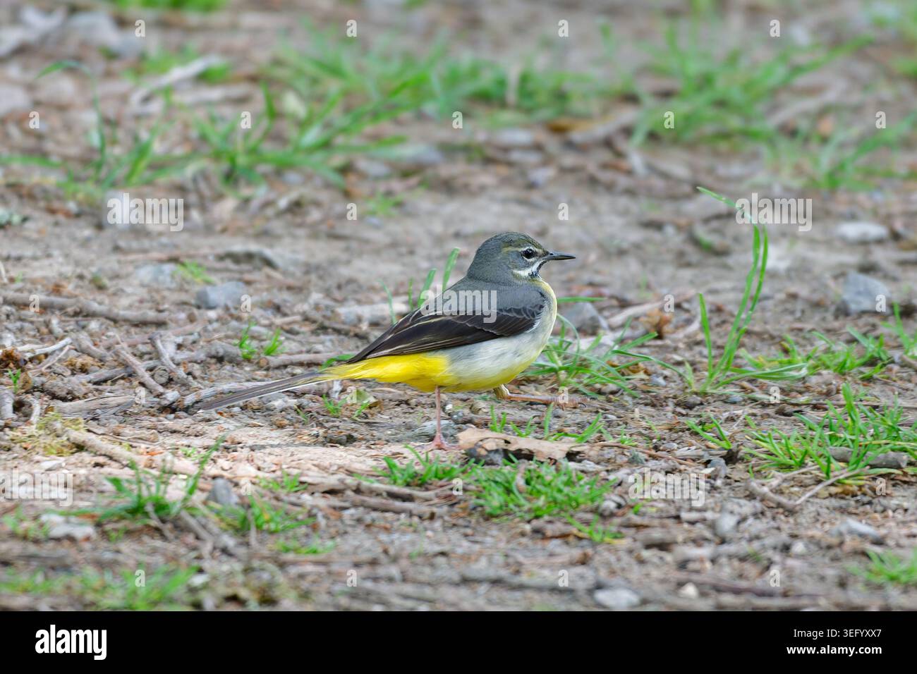 Birdo di codorna grigia (Motacilla cinerea) in piedi sul terreno in estate nel sud dell'Inghilterra, Regno Unito. Foto Stock