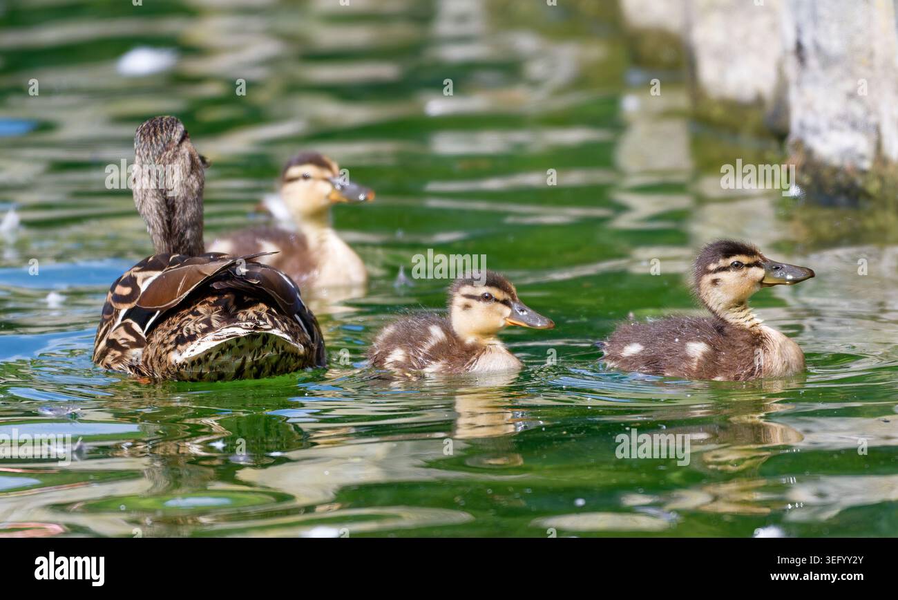 Anatroccoli di Baby Mallard (Anas platyrhynchos) che nuotano in acqua in primavera, in Inghilterra, Regno Unito. Foto Stock