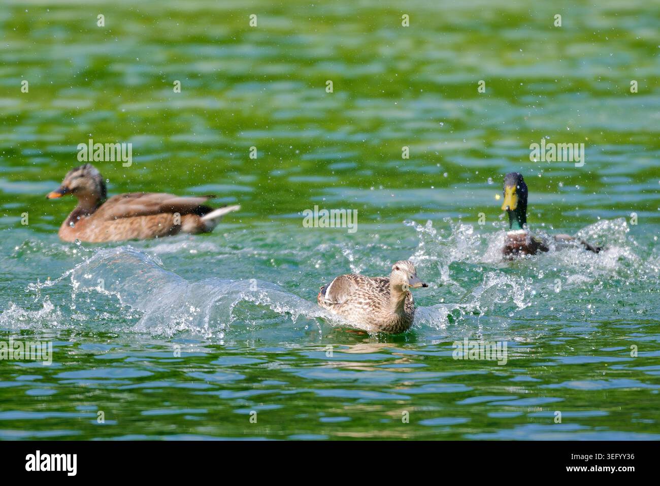 Femmina Mallard Duck (Anas platyrhynchos) che nuota velocemente, fuggendo da una Drake Mallard Duck in acqua su un lago. Foto Stock