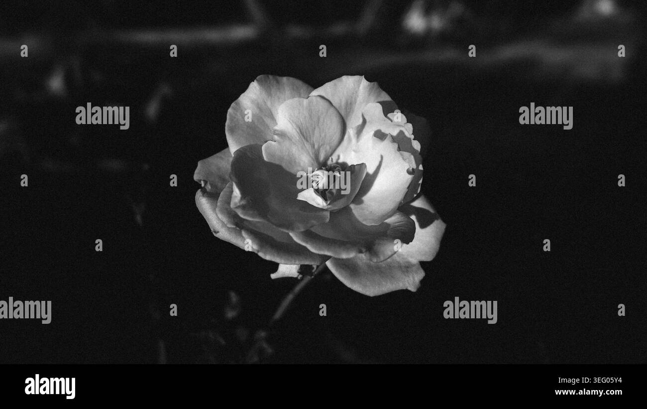 Una spettacolare e artistica fotografia monocromatica in bianco e nero di una singola rosa aperta in fiore. Scatta con un'illuminazione intensa e ad alto contrasto che mette in risalto la delicata texture dei petali, creando ombre profonde. L'immagine presenta una grana pesante per un'atmosfera vintage, cinematografica e malinconica. Perfetto per arte concettuale, copertine di libri, uso editoriale o design estetici scuri Foto Stock