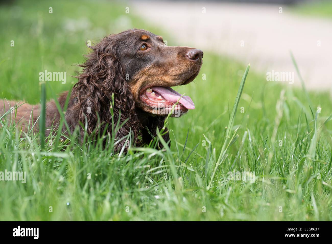 Primo piano ritratto di un Cocker Spaniel inglese bruno disteso su una fitta erba verde, che guarda in alto con la bocca aperta e la lingua fuori su un caldo da Foto Stock