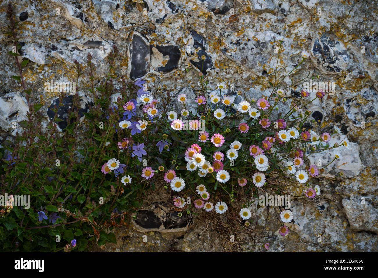 I campanili serbi e le fleabane messicane crescono su un muro di selce all'inizio di maggio Foto Stock