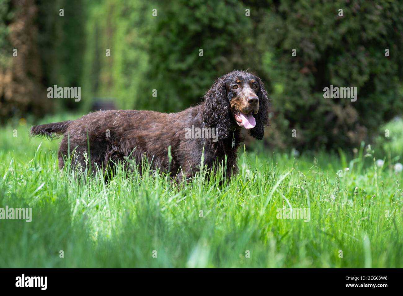 Shot completo di un Cocker Spaniel bruno inglese in piedi in erba verde alta, che si pintona con la lingua in una giornata di sole. Foto Stock
