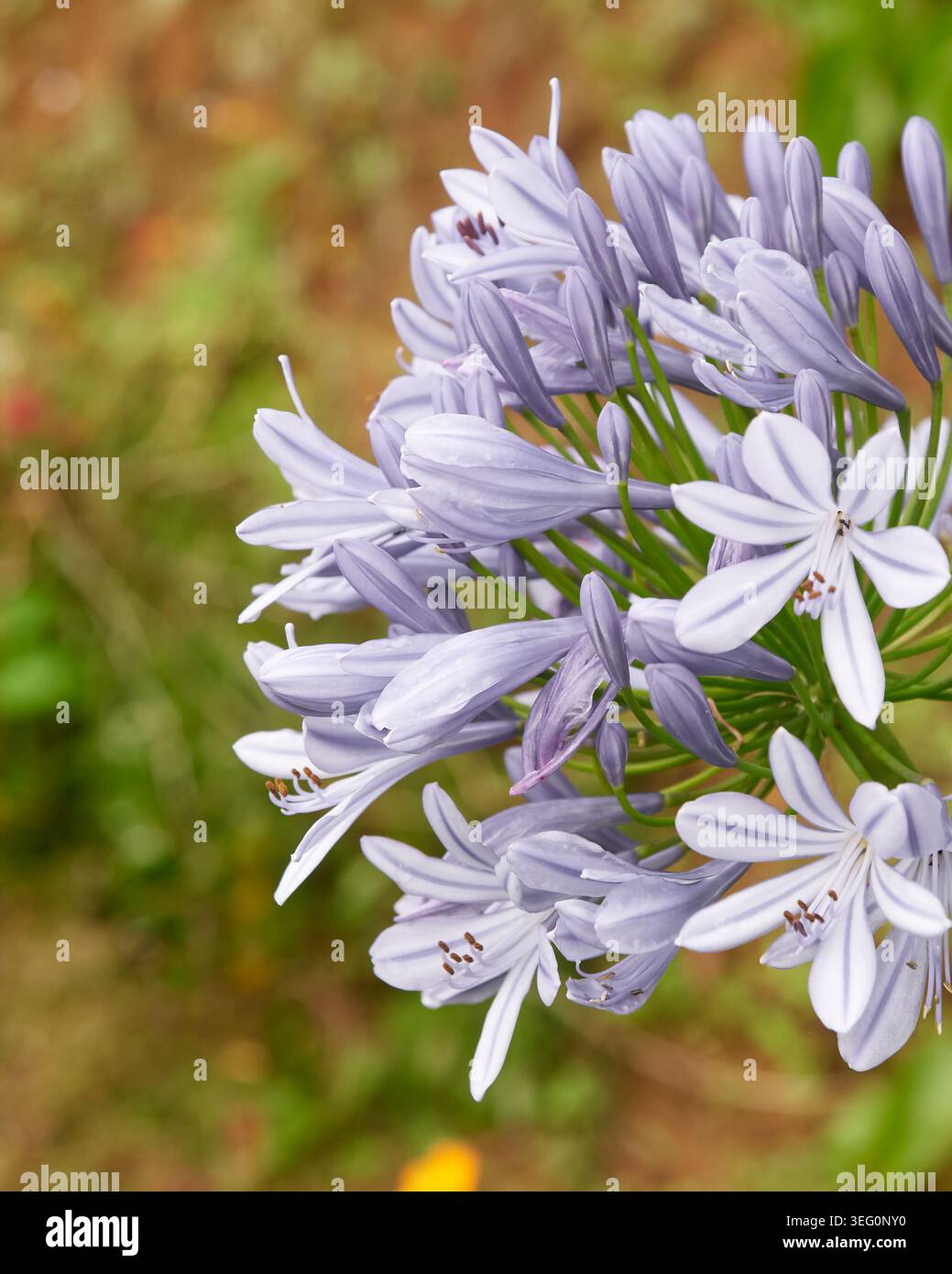 grappolo di fiori di agapanto viola in fiore, petali delicati e gambi verdi su sfondo sfocato, vista laterale ravvicinata messa a fuoco morbida con spazio di copia Foto Stock