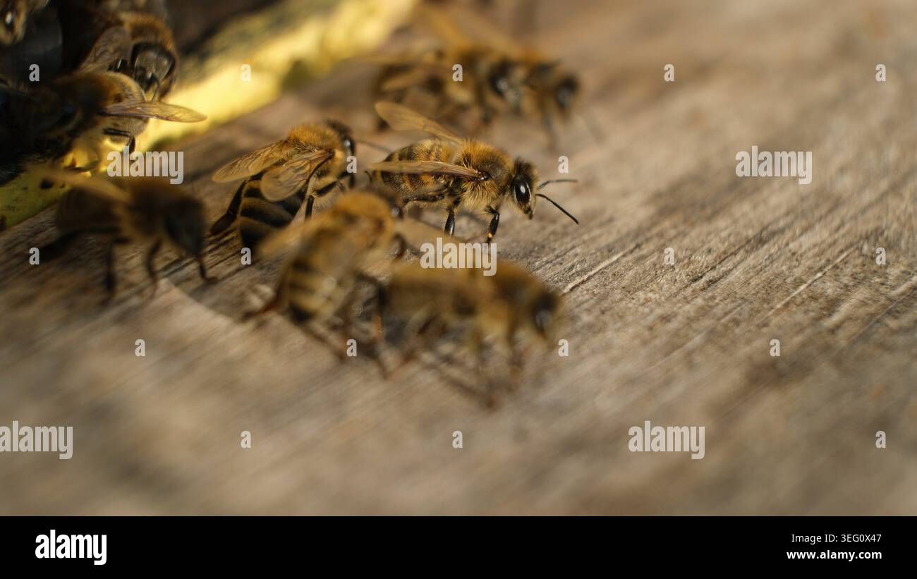 Api mellifere che entrano ed escono da un'entrata dell'alveare di legno Foto Stock
