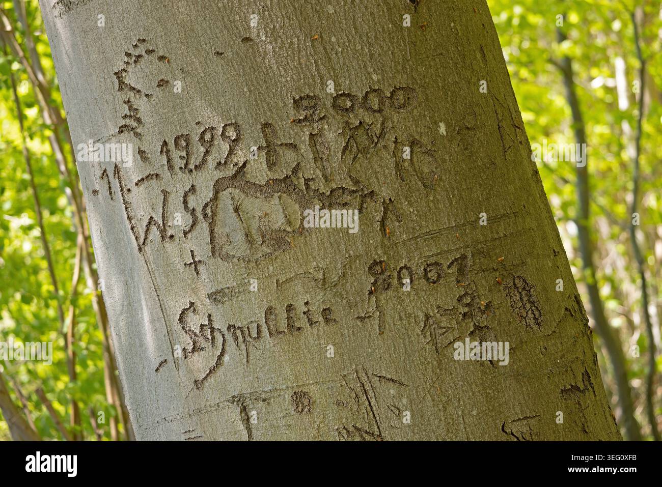 Tronco di albero scolpito con iniziali degli amanti sulla riva del lago Huwenow, Meseberg, Brandeburgo, Germania Foto Stock