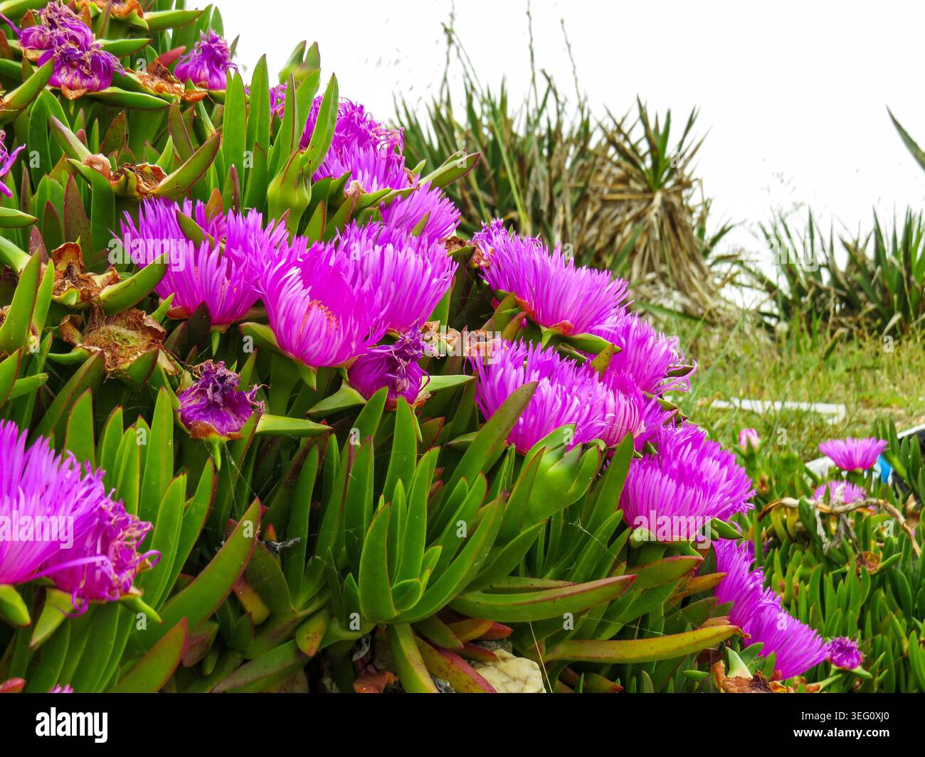 Carpobrotus acinaciformis rosa fiori succulenti che fioriscono su una duna di sabbia costiera mediterranea a maggio. Foto Stock