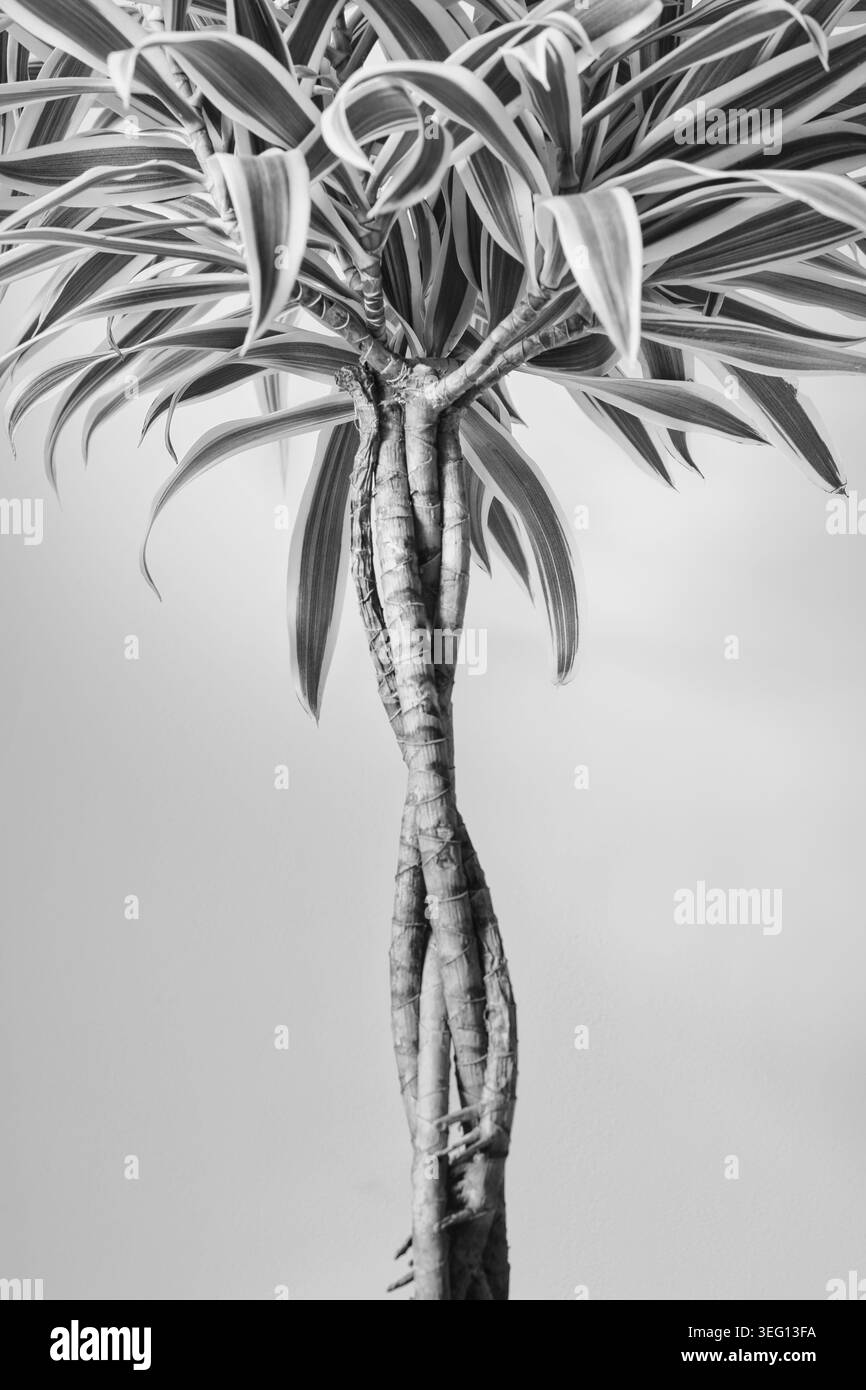 Primo piano bianco e nero di una pianta dracaena variegata che mostra il suo stelo contorto e le foglie a strisce. Foto Stock