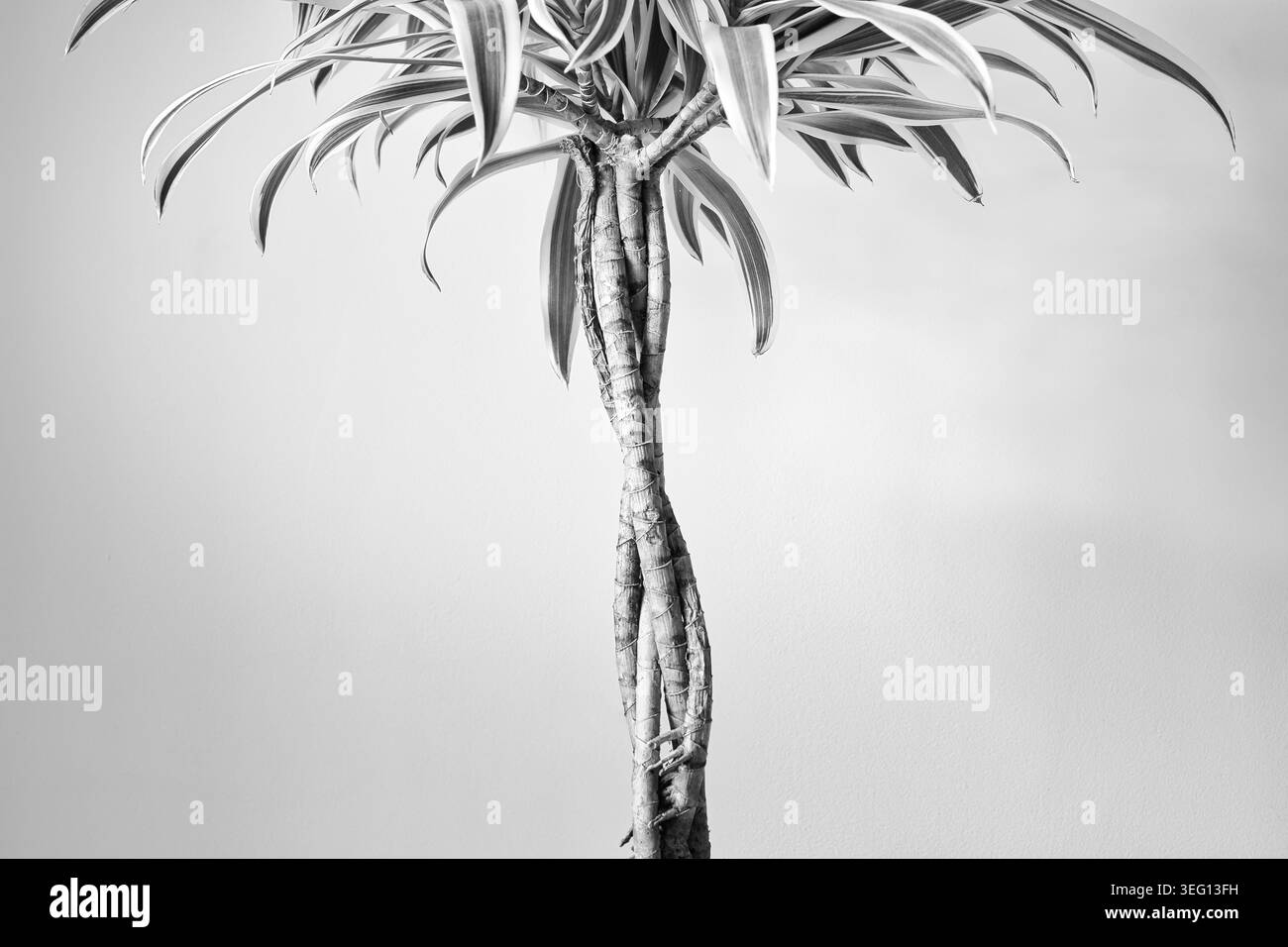 Primo piano bianco e nero di una pianta dracaena variegata che mostra il suo stelo contorto e le foglie a strisce. Foto Stock