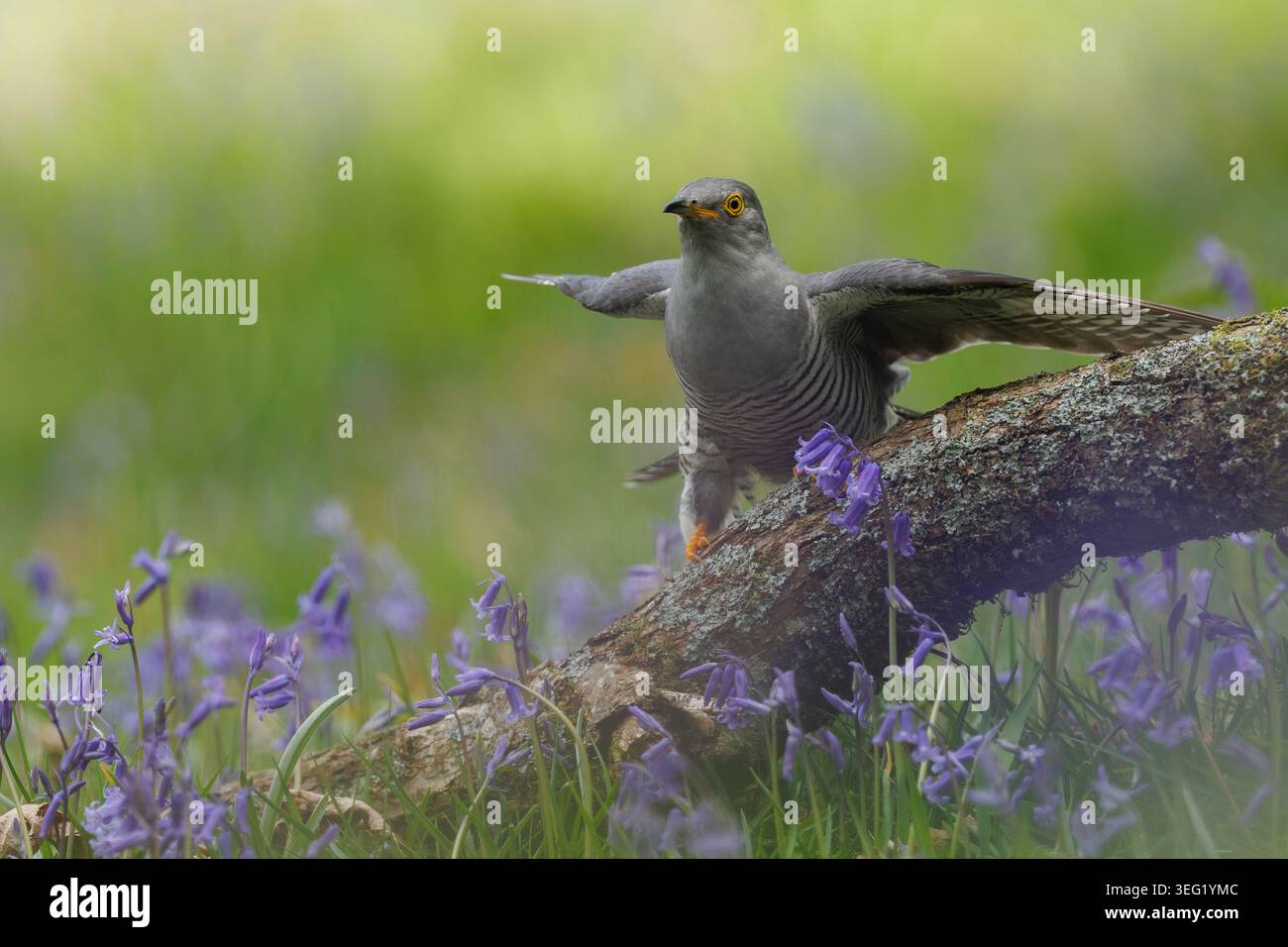 Cucù in una zona di Bluebells Foto Stock