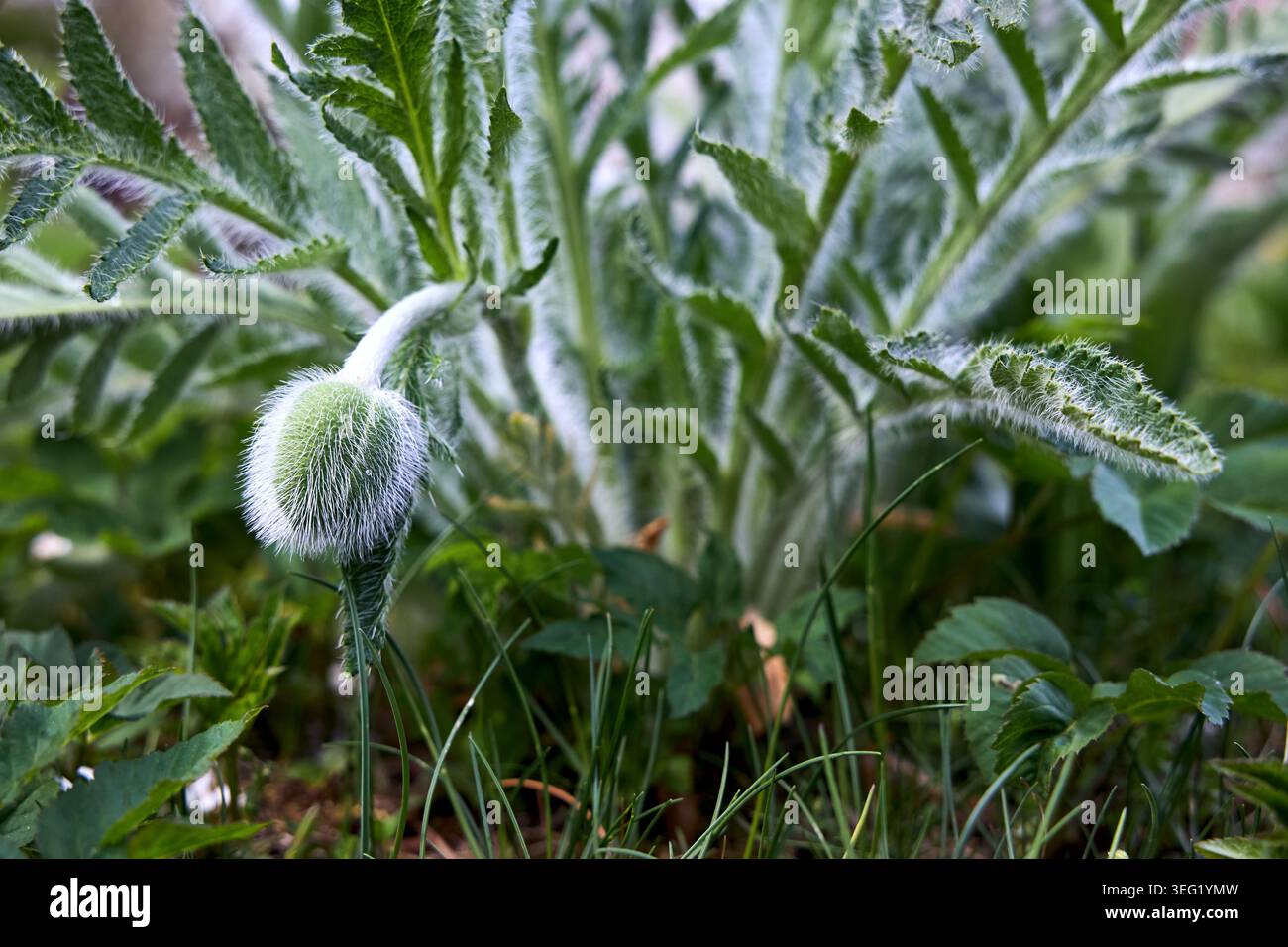Papavero orientale, il Papaver orientale presenta boccioli vivaci e foglie pelose profondamente divise, promettendo grandi e vistose fioriture per i giardini Foto Stock