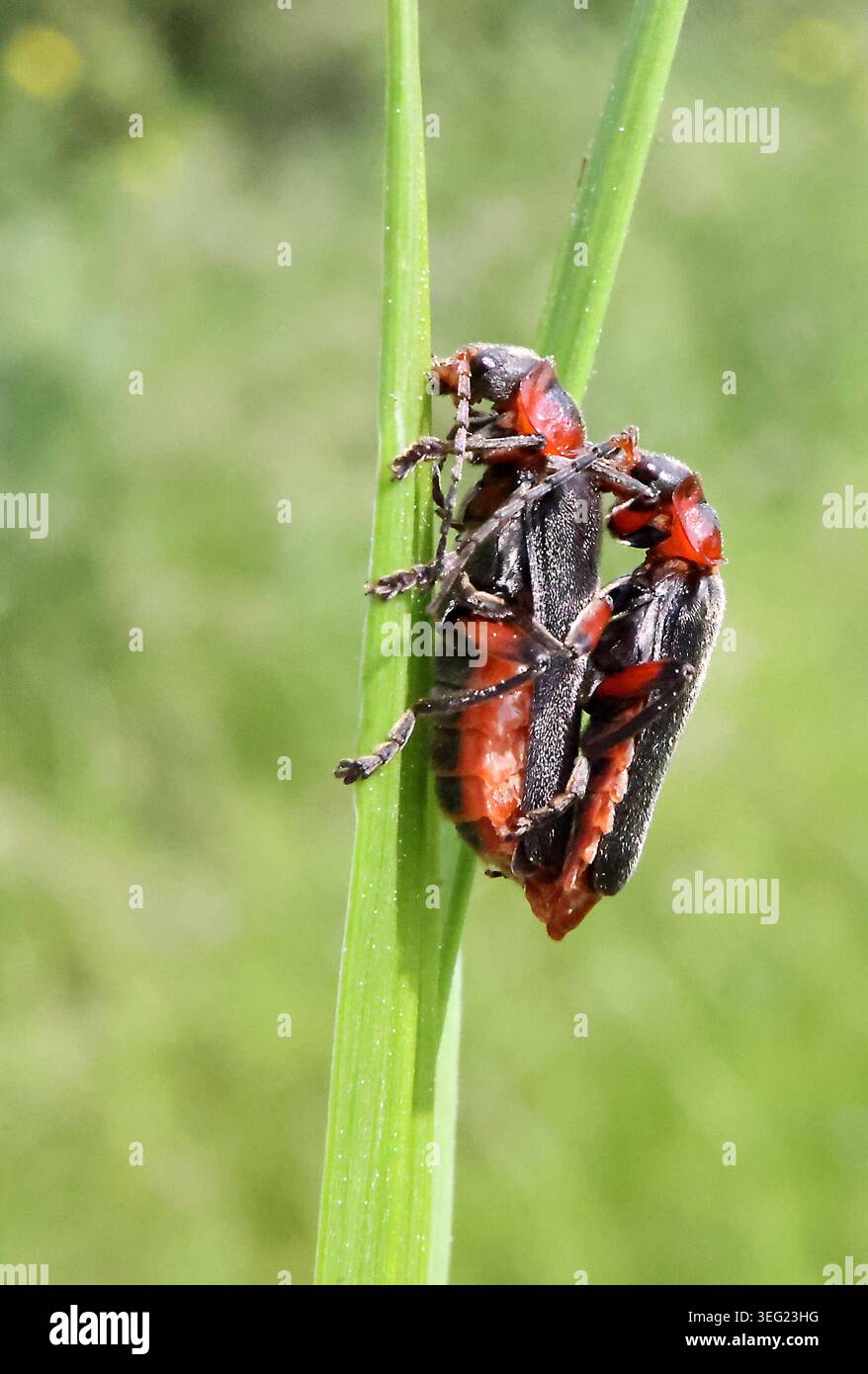 12.05.2026 // Sachsen Anhalt Halle Saale Halle-Saale Sachsen-Anhalt SA Halle/Saale Tiere Insekten Microkosmos Mikrokosmos Makroaufnahme Macroaufnahme Biodiversität Insekt Gemeine Weichkäfer Cantharis fusca Käfer Weichkäfer Cantharidae ï½ *** 12 05 2026 ï½½ Foto Stock