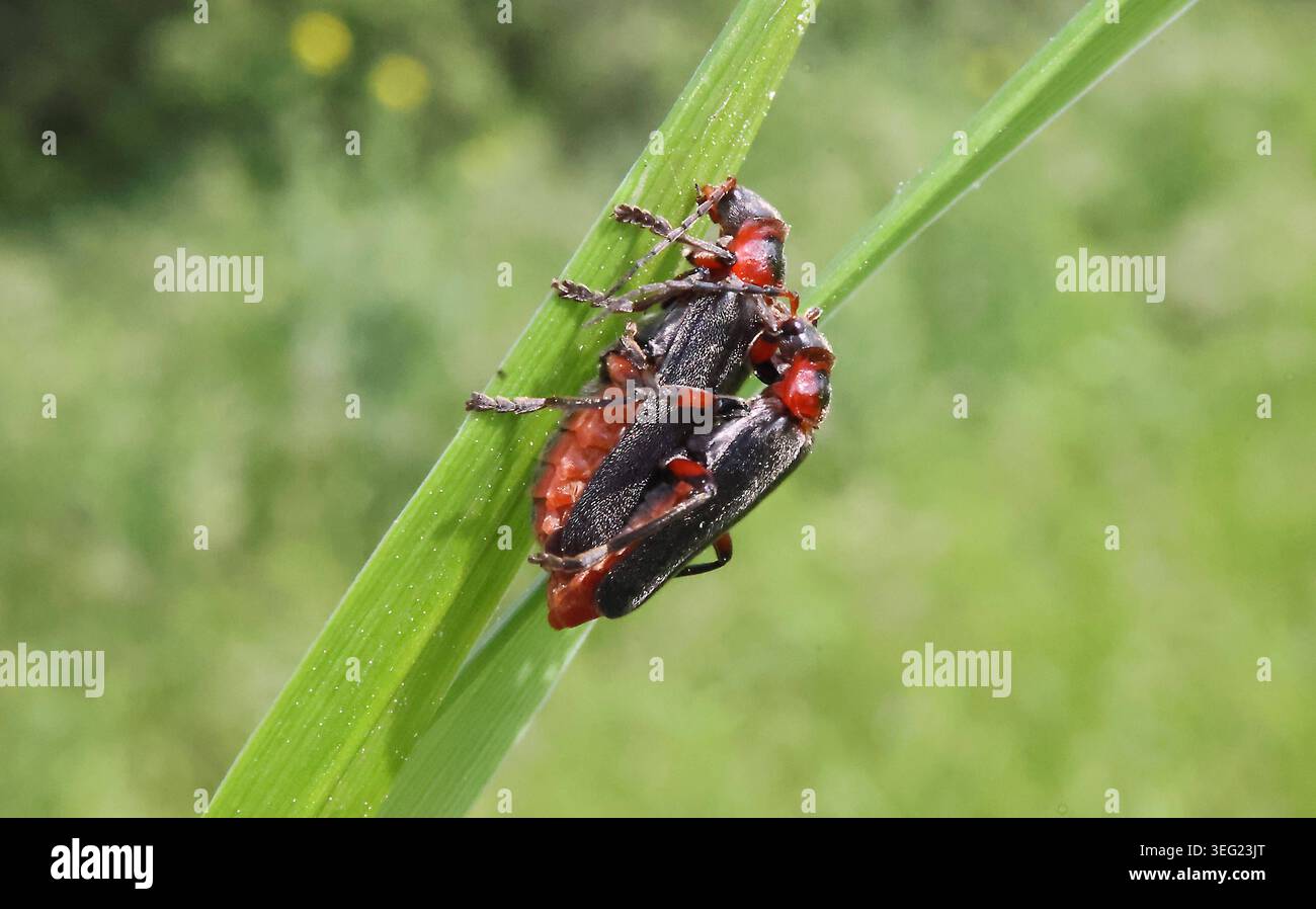 12.05.2026 // Sachsen Anhalt Halle Saale Halle-Saale Sachsen-Anhalt SA Halle/Saale Tiere Insekten Microkosmos Mikrokosmos Makroaufnahme Macroaufnahme Biodiversität Insekt Gemeine Weichkäfer Cantharis fusca Käfer Weichkäfer Cantharidae ï½ *** 12 05 2026 ï½½ Foto Stock