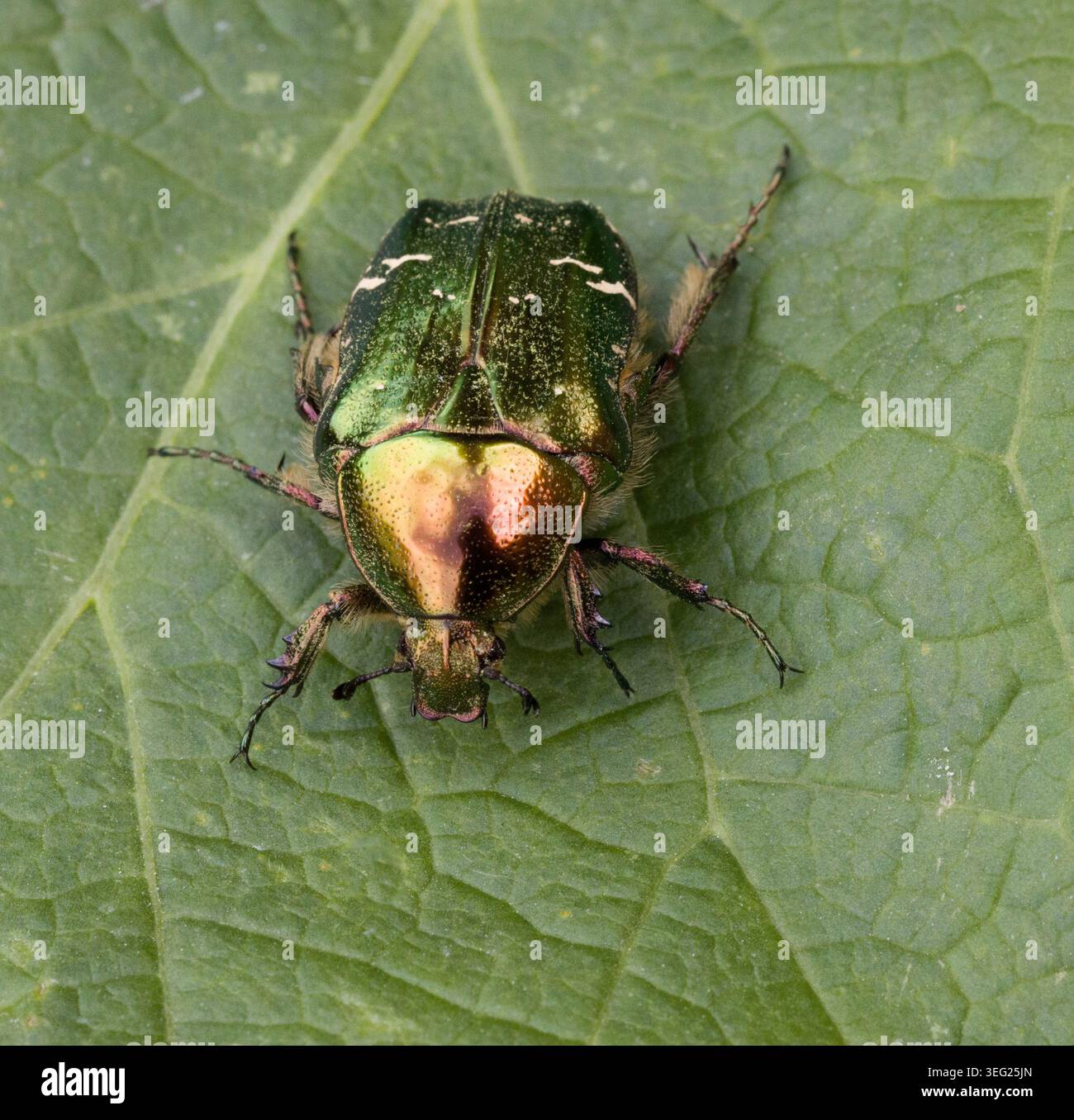 Rose Chafer Beetle Cetonia Aurata su Ceanothus Shrub Foto Stock