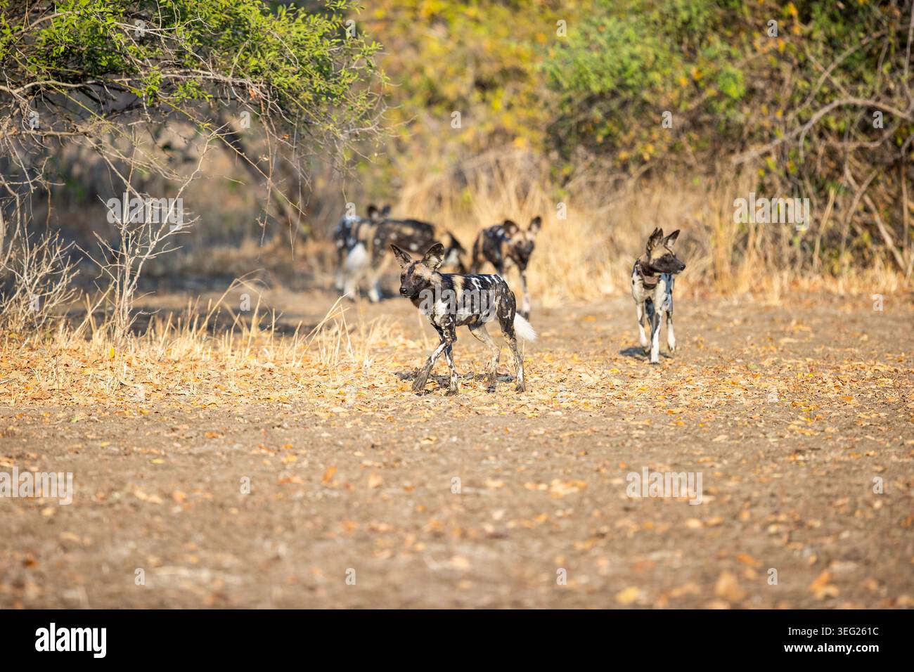 Un branco di cani selvatici in preparazione per una caccia nel South Luangwa National Park, Zambia Foto Stock