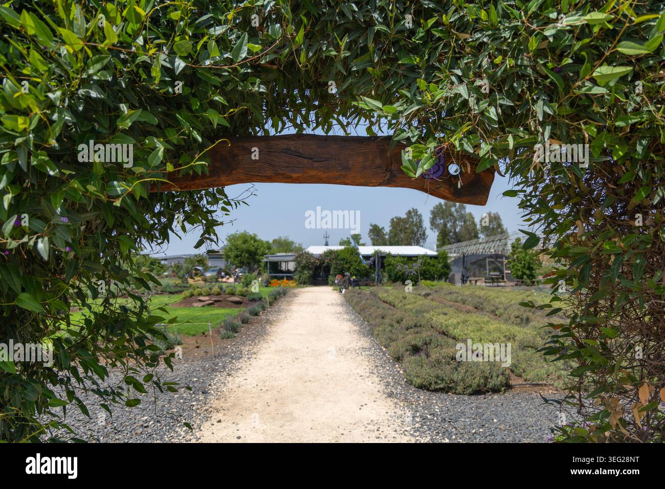 Una vista panoramica attraverso un arco decorativo di piante verdi con un cartello di legno vuoto, incorniciando un sentiero a piedi dritto che conduce a una splendida fattoria di lavanda e a un parco rurale in Israele Foto Stock