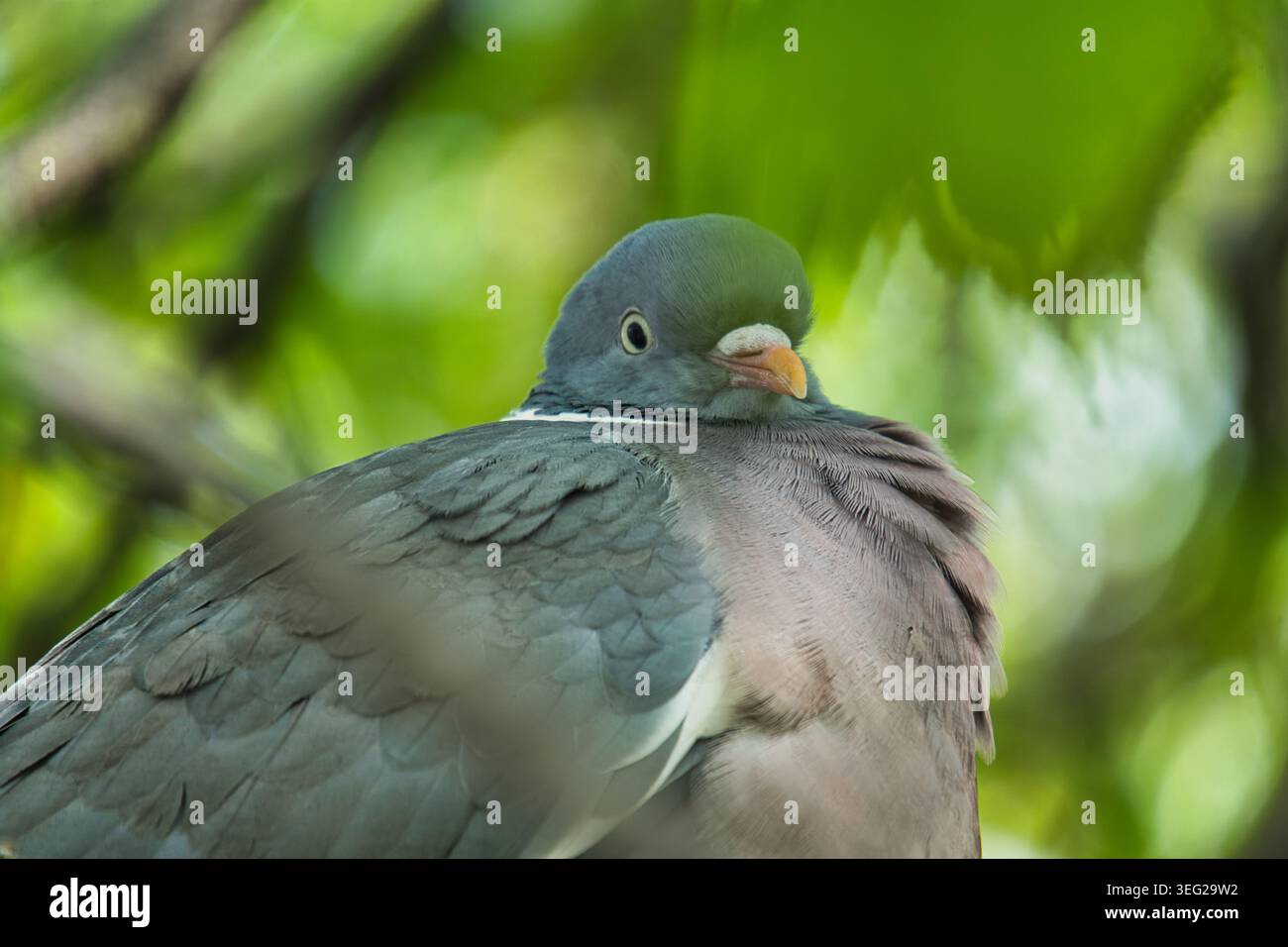 Primo piano Ritratto di un uccello di piccione comune nella natura Foto Stock