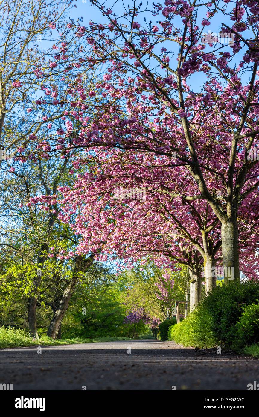 I ciliegi in fiore si arcano sopra il tranquillo sentiero del parco sotto il cielo blu della sorgente. Paesaggio panoramico con fiori rosa, luce del sole e vegetazione Foto Stock