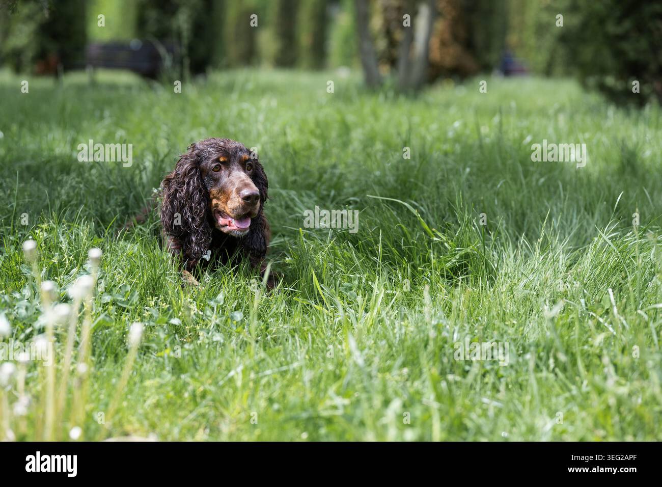 Simpatico cane marrone cocker spaniel sdraiato su un vibrante campo di erba verde in un parco soleggiato. Adorabile cane da caccia bruno o spaniel che riposa in un verde lussureggiante Foto Stock