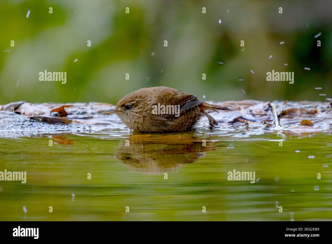 Primo piano di un wren eurasiatico (Troglodytes troglodytes) che fa il bagno in uno stagno poco profondo, gocce d'acqua che volano mentre il piccolo songbird marrone pulisce le piume Foto Stock